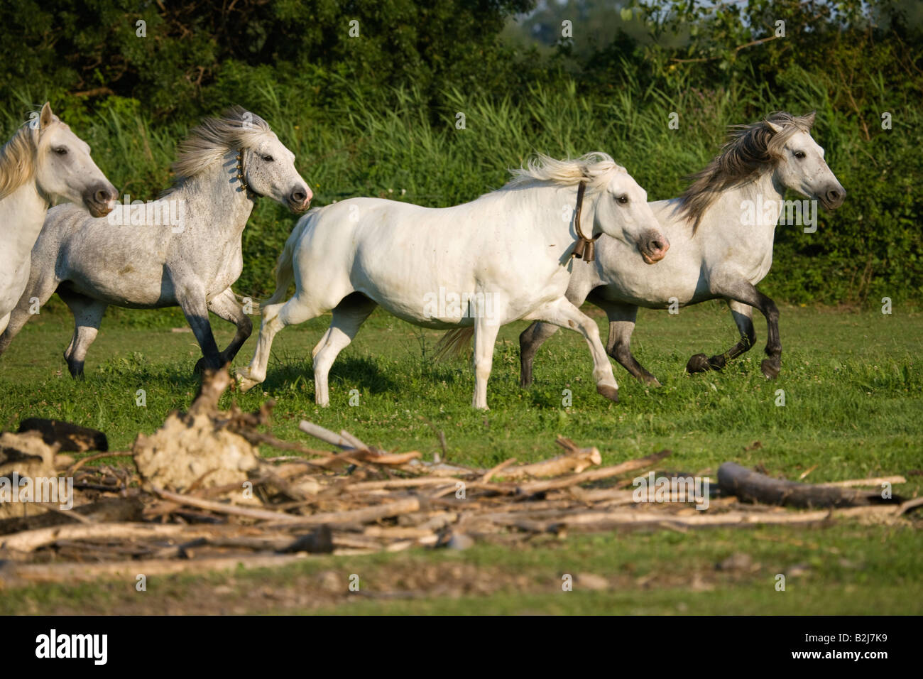 Pferd Camargue Provence Wild Frankreich Französisch kostenlos Stockfoto