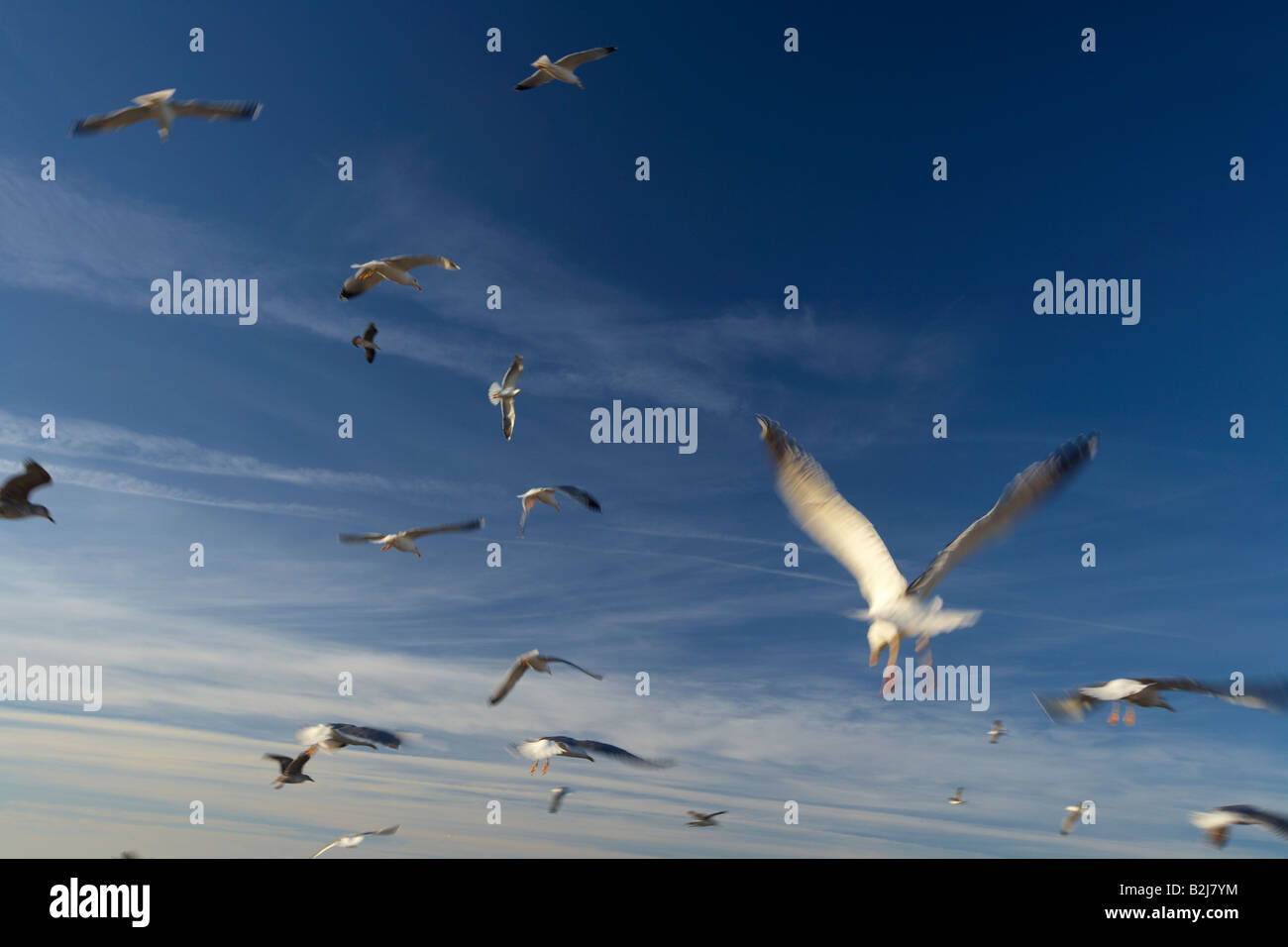 Möwen fliegen über Essaouira an der atlantischen Küste, Marokko Stockfoto