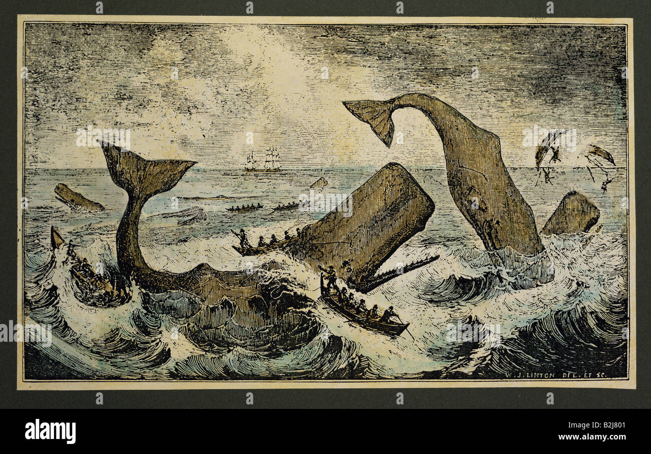 Angeln, Walfang, Pottwale, die einen Walfänger bekämpfen, Kupferstich von William James Linton, "Geschichte des Spermienwals", London, 18398, private Sammlung, Stockfoto