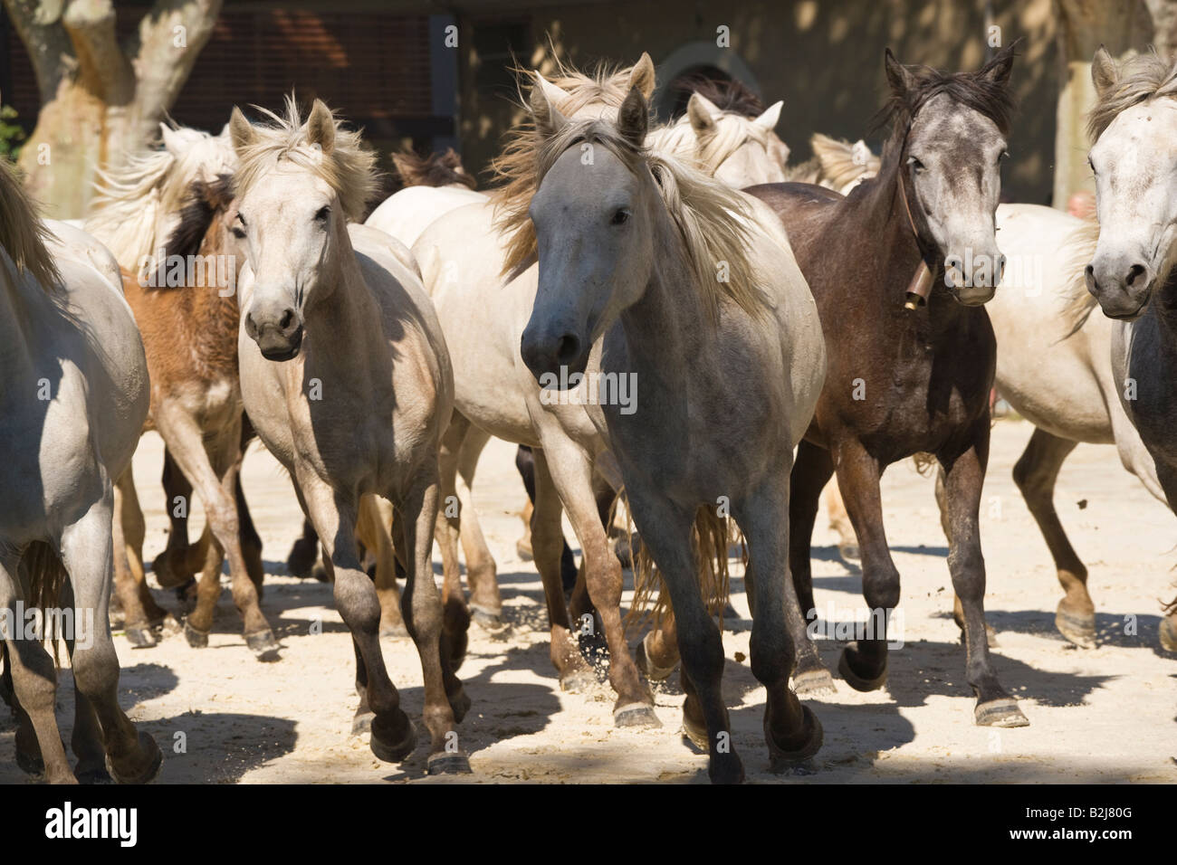 Pferd Camargue Provence Wild Frankreich Französisch kostenlos Stockfoto