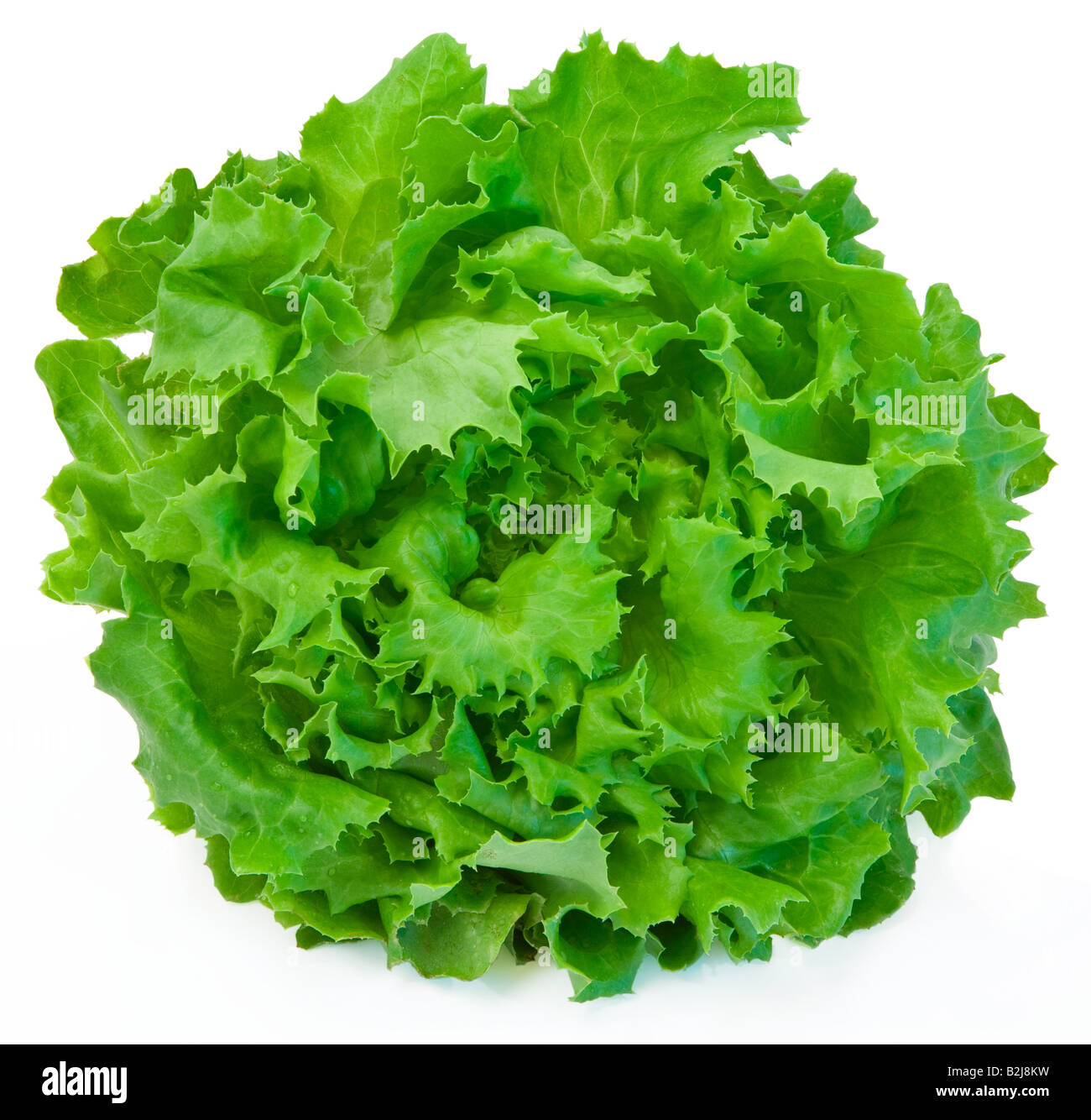 Dies ist eine Nahaufnahme von Salat, isoliert auf weiss Stockfoto