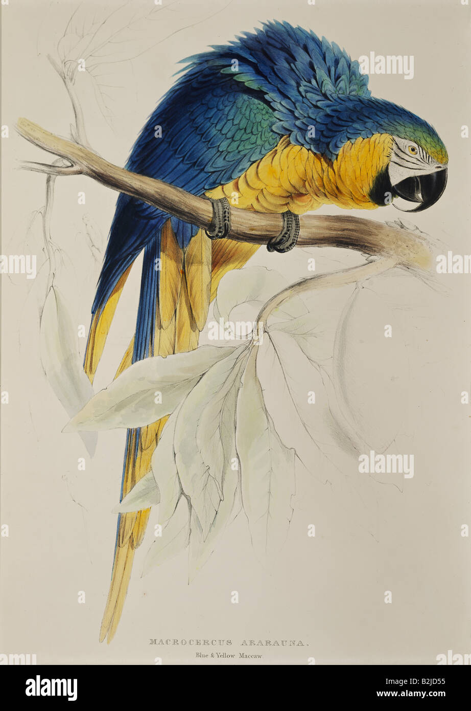 Zoologie, Vogel/Vogel, Blau-Gelb-Macaw (Ara arauna), lithograph von Edward  Lear, "Illustrationen der Familie der Psittaciden", London, 1830-2,  Privatsammlung Stockfotografie - Alamy
