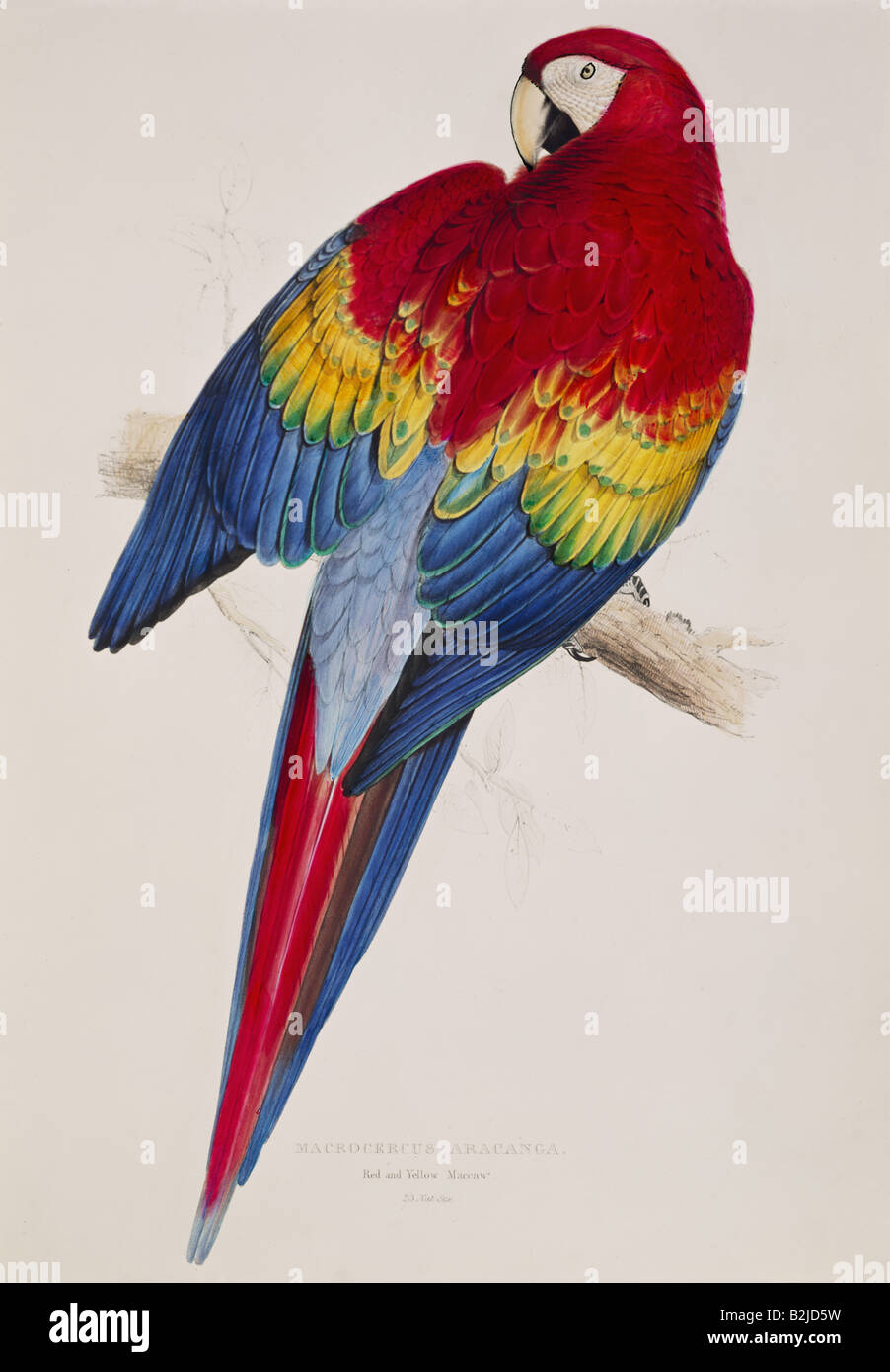 Zoologie, Vogel/Vogel, Scarlet Macaw (Ara macao), lithographisch von Edward Lear, "Illustrationen der Familie der Psittaciden", London, zwischen 38/1 und 182, Privatsammlung, Stockfoto