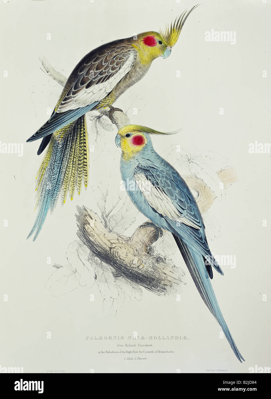 Zoologie, Vogelkunde/Vogel, Cockatiel Parkeet (Nymphicus hollandicus), lithograph von Edward Lear, 'Illustrationen der Familie der Psittaciden', London, 1830-2, Privatsammlung, Stockfoto