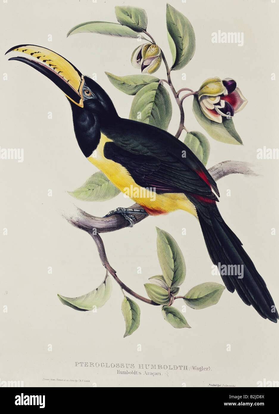Zoologie, Vogel/Vogel, Tucan (Pteroglossus humboldt), lithographisch von Edward Lear, 'Illustrationen der Familie der Psittaciden', London, 1830-2, Privatsammlung, Stockfoto