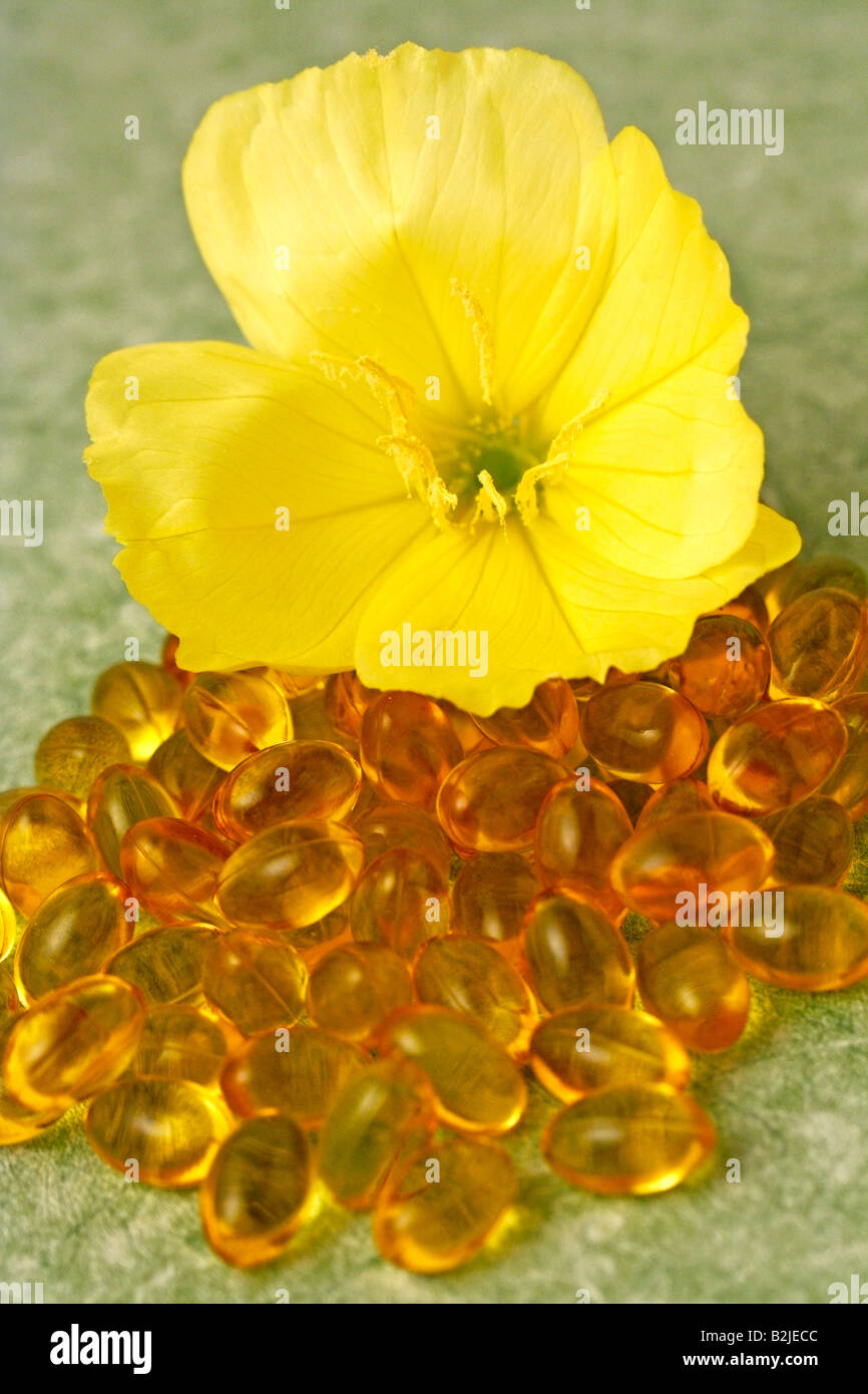 Nachtkerze Oenothera biennis Stockfoto