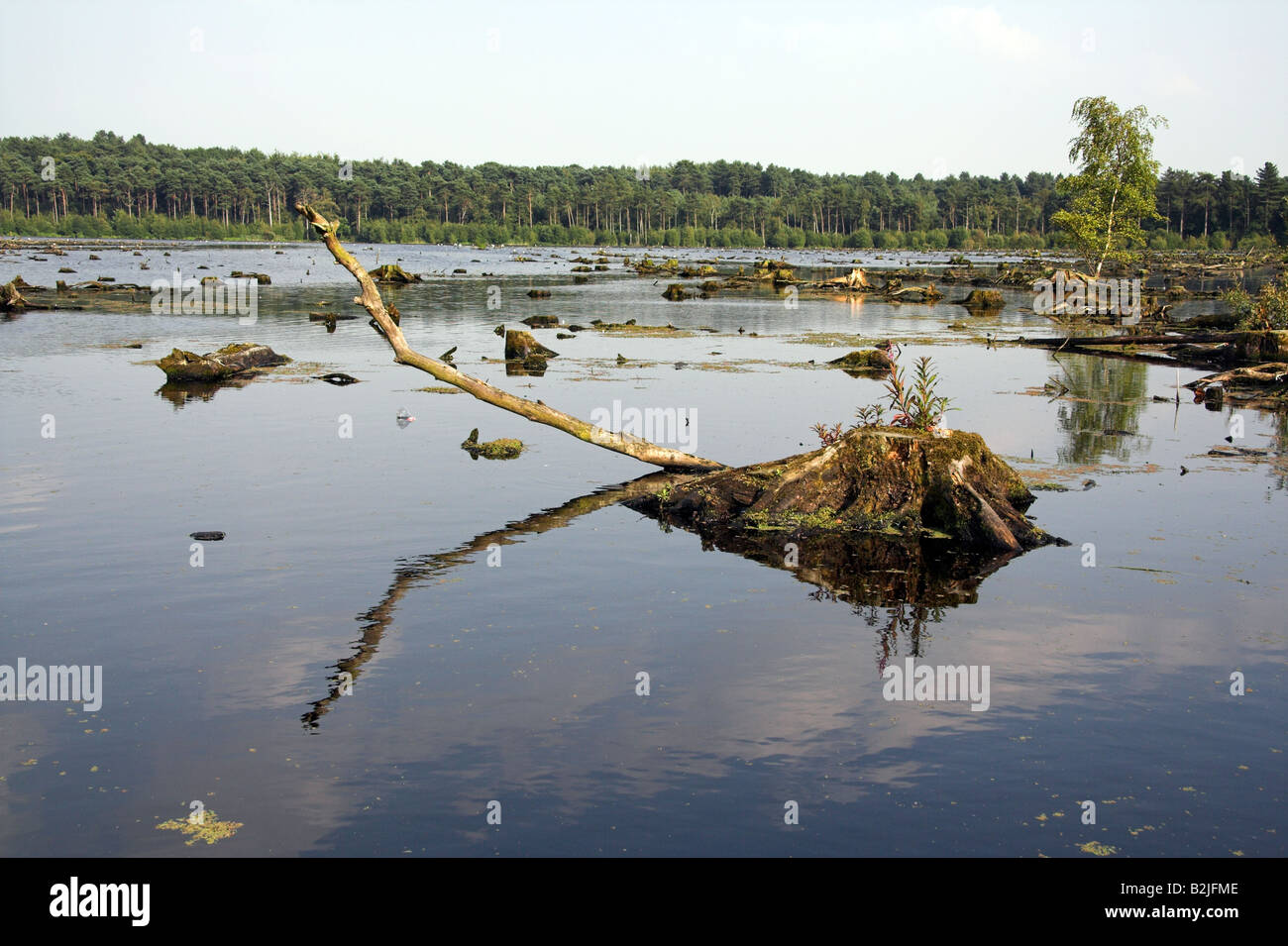 Überschwemmten Feuchtgebiet, Blakemere Moos, Delamere Wald, Teil des Mersey-Wald in der Nähe von Northwich, Cheshire, UK Stockfoto