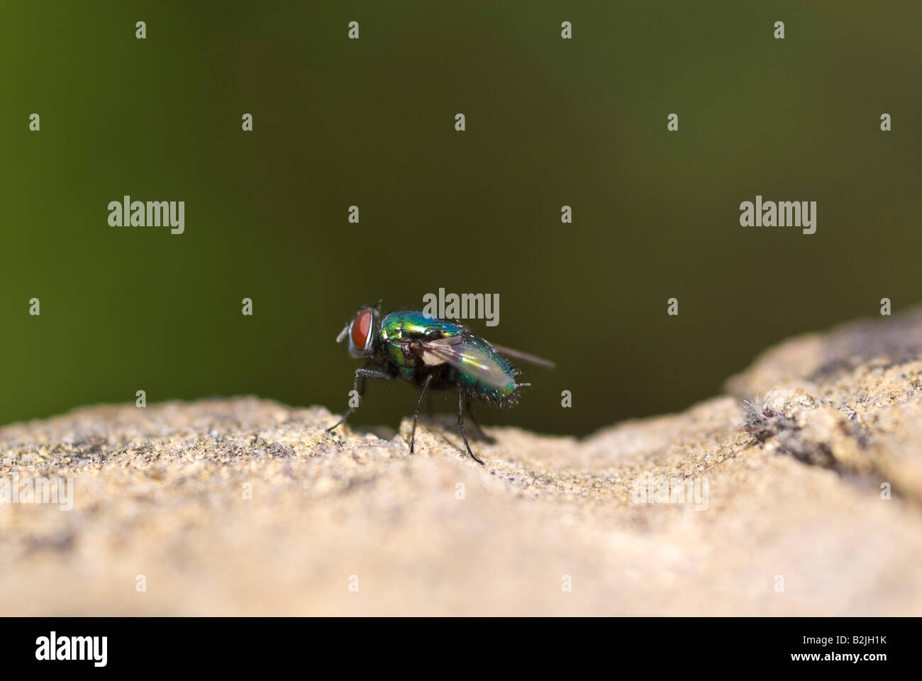 Horizontale Nahaufnahme Makro einer Schlag-Fliege [Phaenicia Sericata] auf einer Mauer sitzend, ist es schillernden Körper in der Sonne glänzen Stockfoto