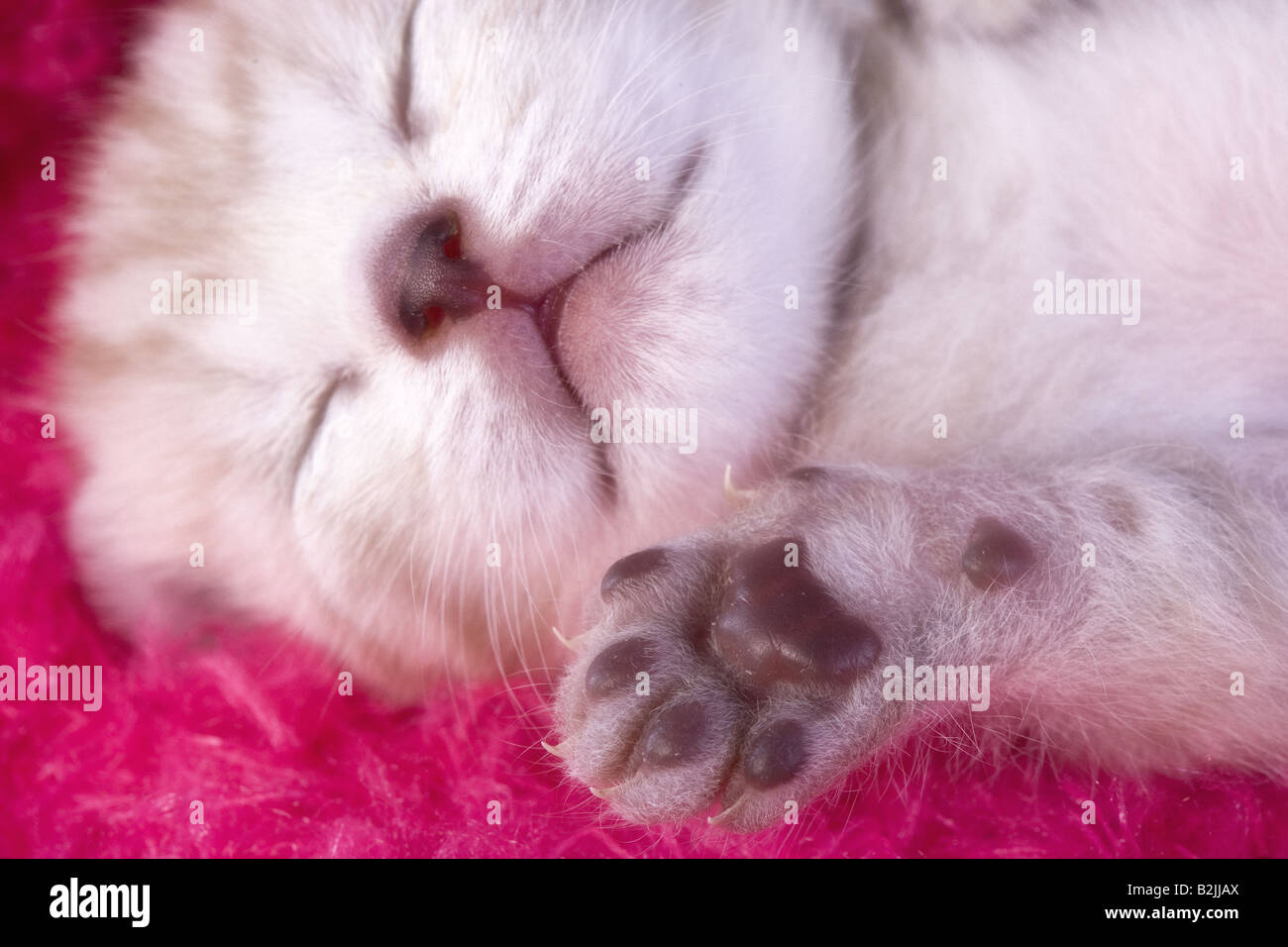 Entzückende Kätzchen liegen und schlafen mit Pfote, von Face auf heiße rosa pelzigen Hintergrund Stockfoto