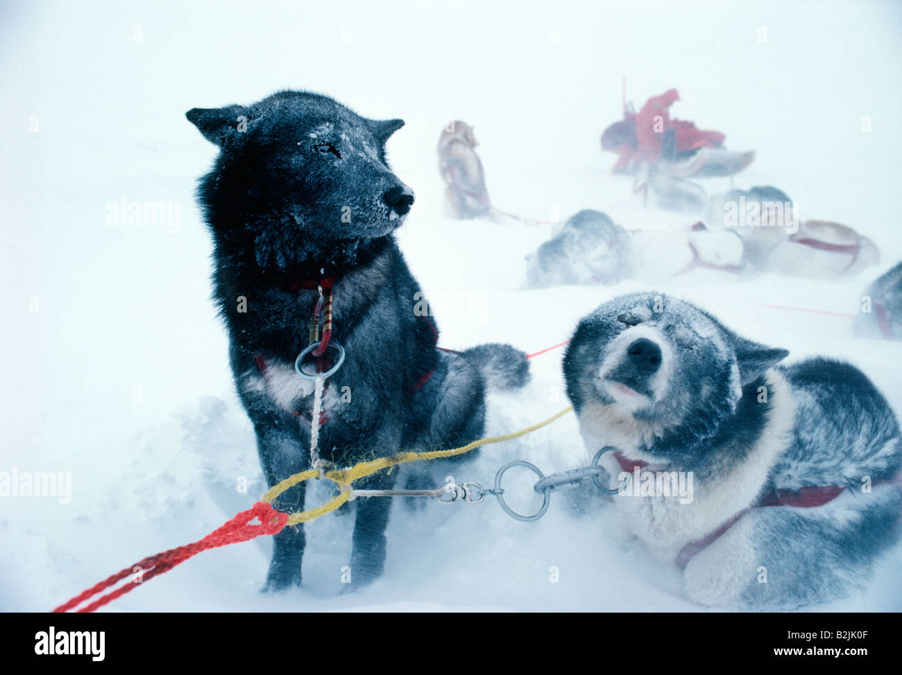Kanadische Eskimo Hunde verwendet, um in einem harten Winter Schneesturm Schlitten ziehen Stockfoto