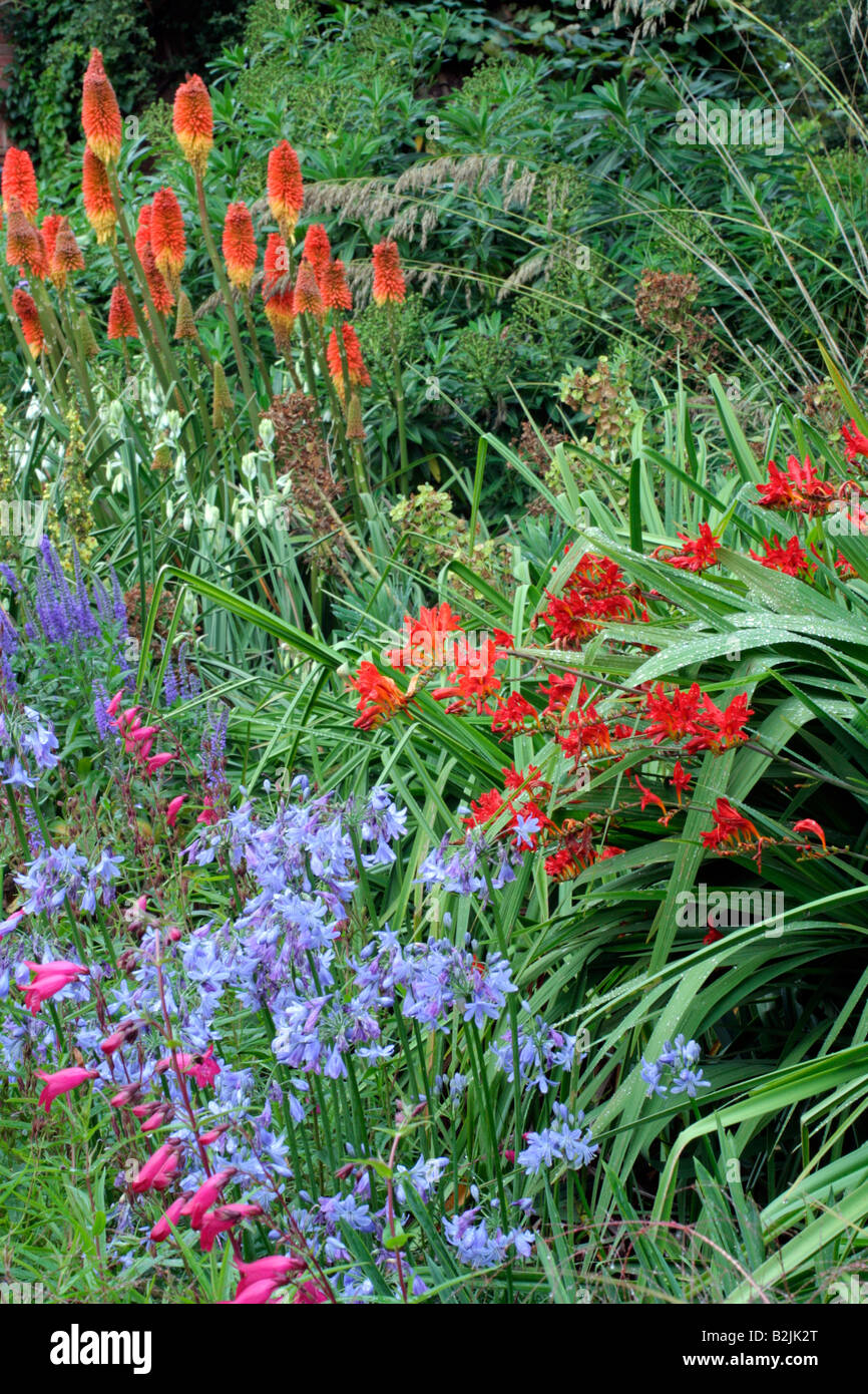AGAPANTHUS HOLBROOK KNIPHOFIA UVARIA NOBILIS UND GALTONIA CANDICANS Stockfoto