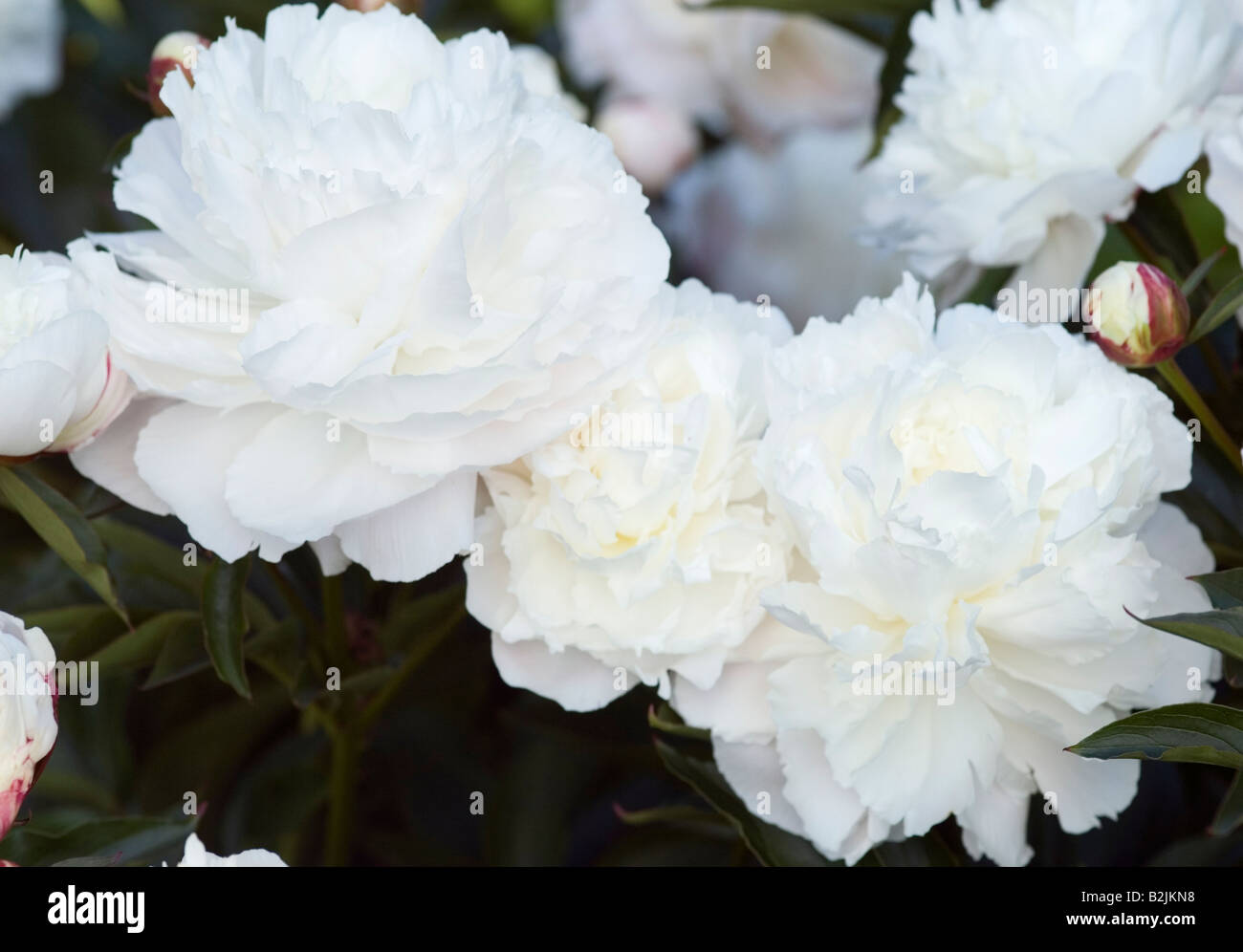 Paeonia Lactiflora Shirley Temple Pfingstrose Stockfotografie Alamy