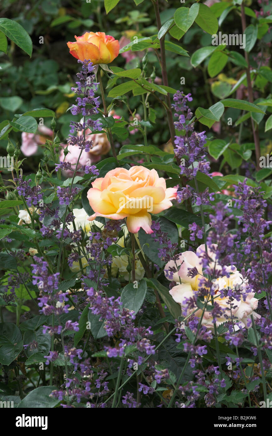 Nahaufnahme einer Sommergartengrenze mit Nepeta und Rosen, Großbritannien Stockfoto