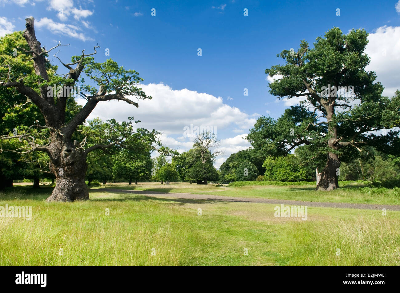 Richmond Park Richmond größere London England UK Stockfoto