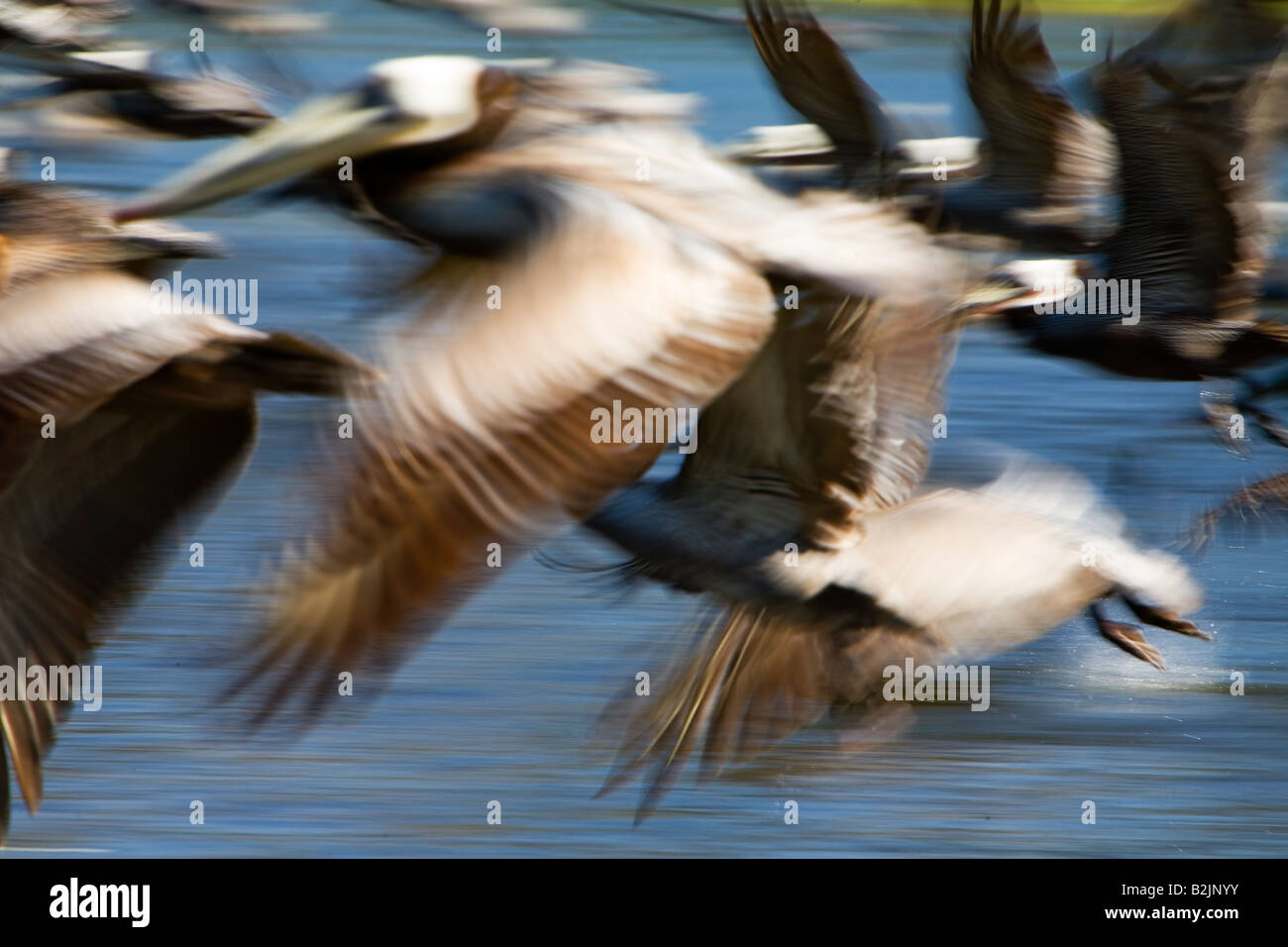 Bewegung Blurr braune Pelikane in der Mailibu Lagune Malibu Los Angeles County California USA Stockfoto