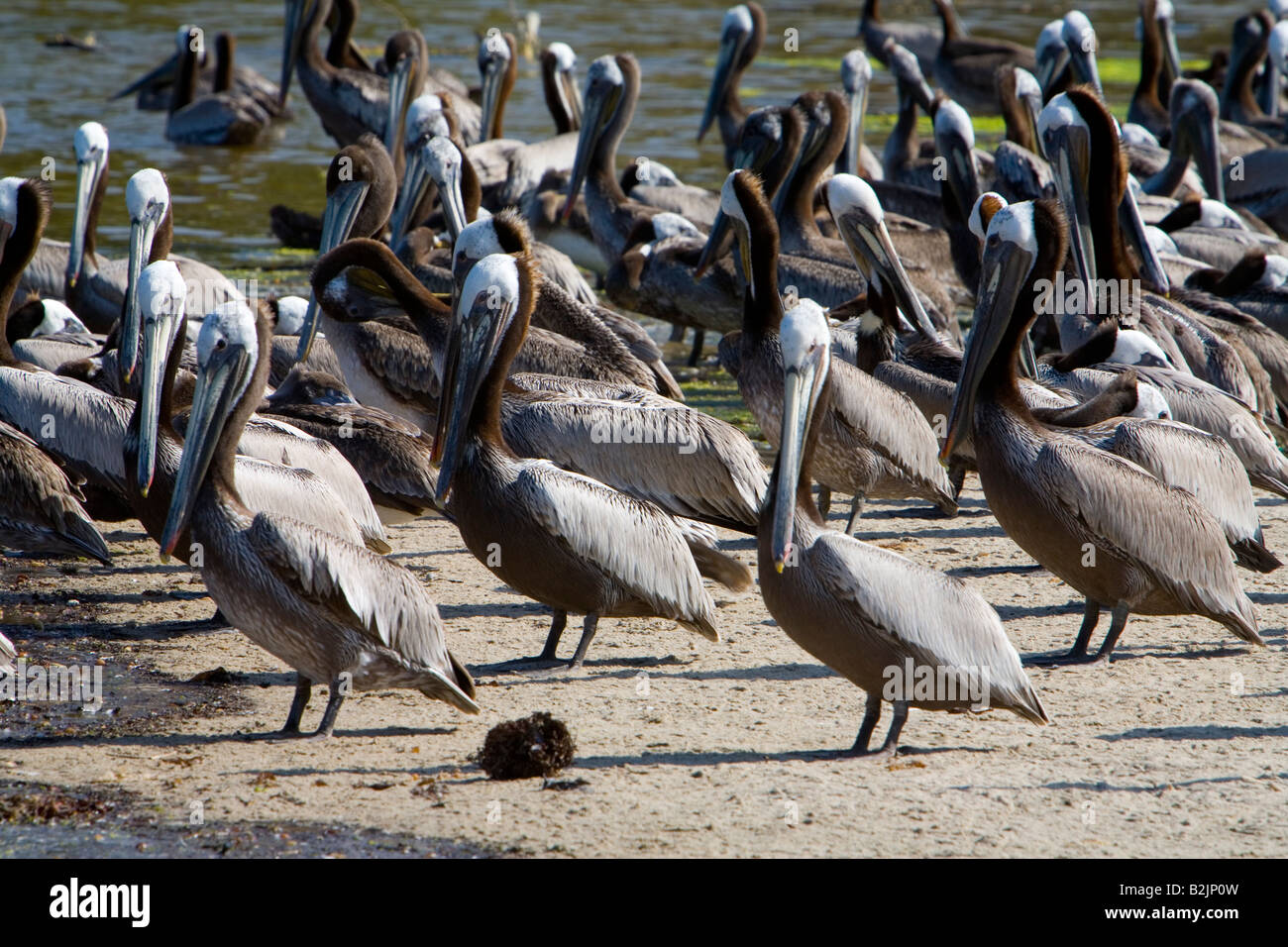 Bewegung Blurr braune Pelikane in der Mailibu Lagune Malibu Los Angeles County California USA Stockfoto