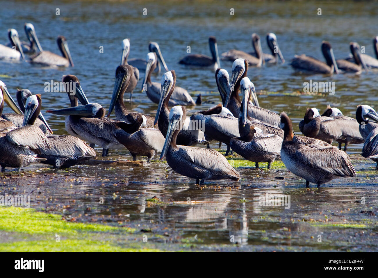 Braune Pelikane in der Mailibu Lagune Malibu Los Angeles County California USA Stockfoto