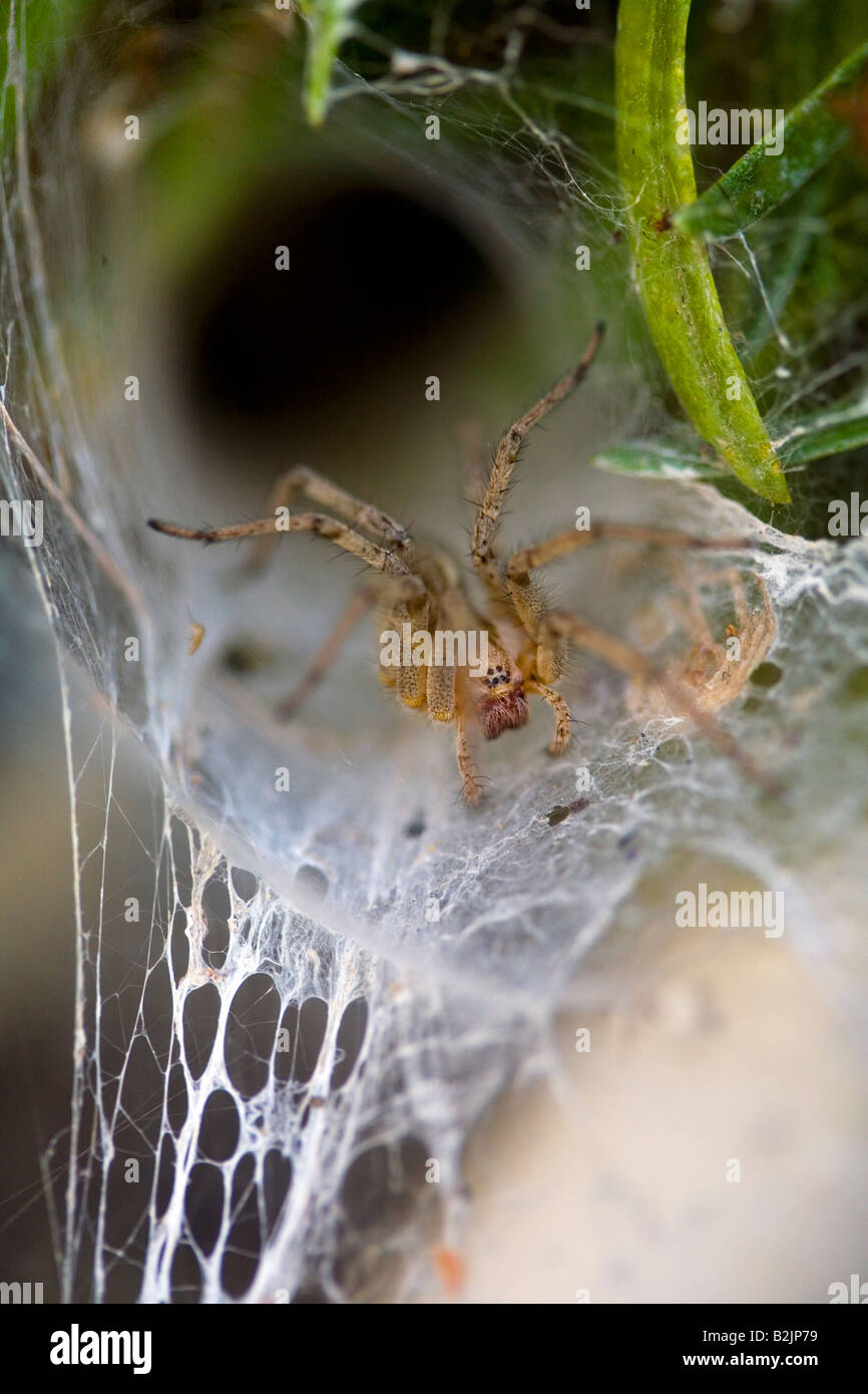 Funnel Web Spider Web Riverside county in Kalifornien USA Stockfoto