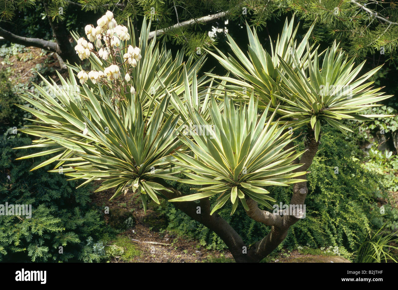 Botanik, Spanische Dolch (Yucca gloriosa Variegata), ausdauernde Staude mit Blume, Additional-Rights - Clearance-Info - Not-Available Stockfoto