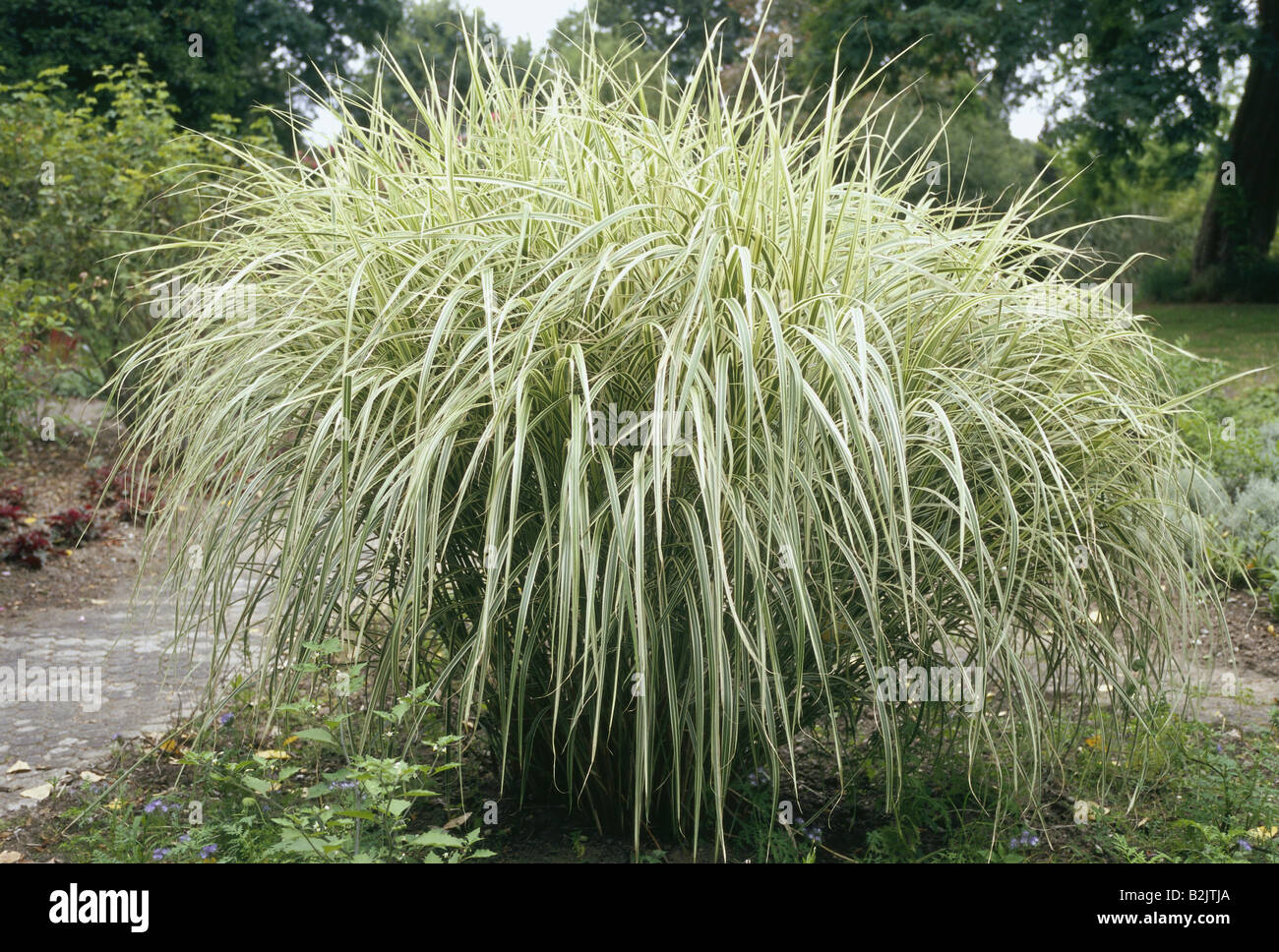 Botanik, Chinesisch silber Gras (Miscanthus sinensis), Additional-Rights - Clearance-Info - Not-Available Stockfoto
