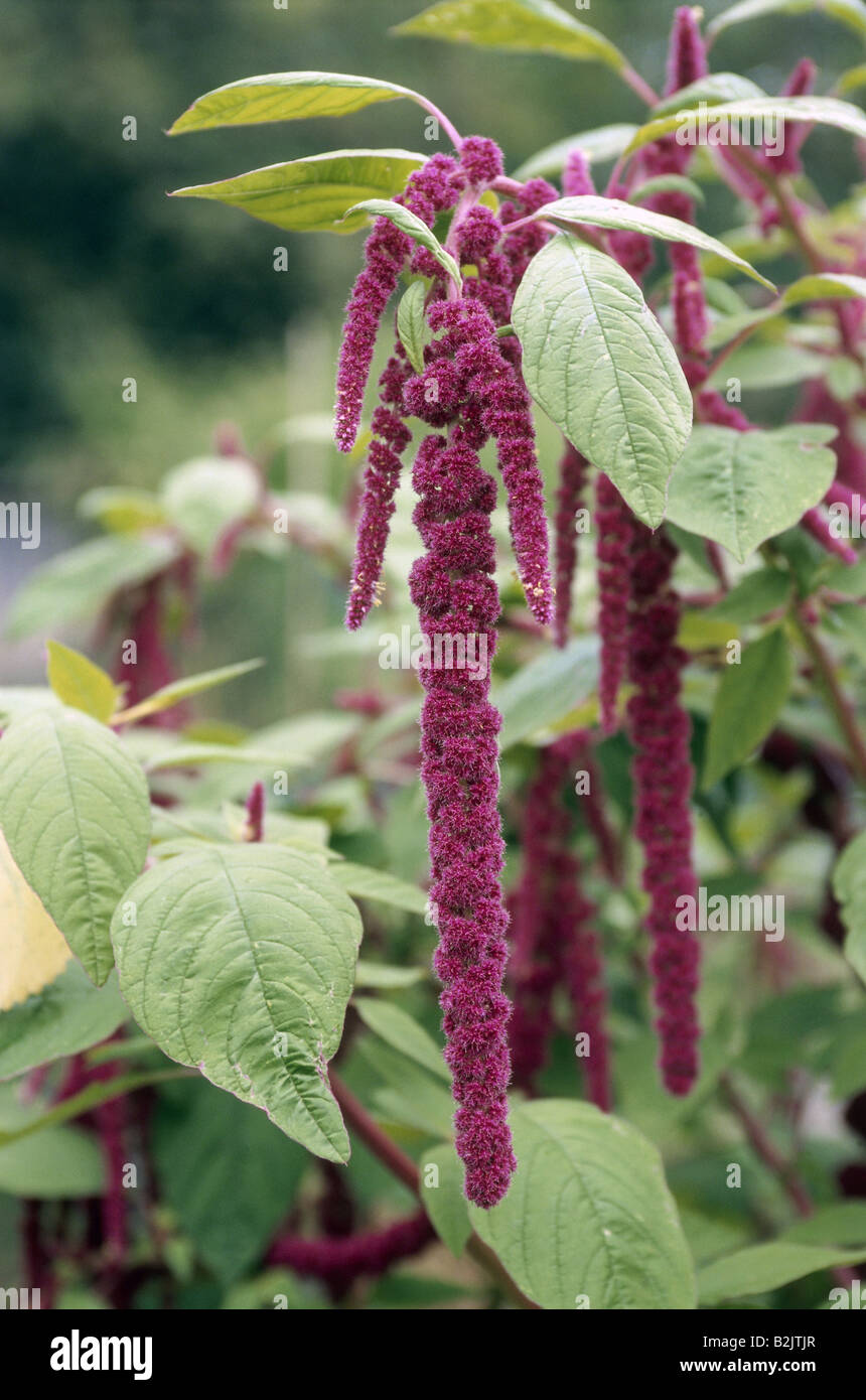 Pendant amaranth Fotos und Bildmaterial in hoher Auflösung Alamy