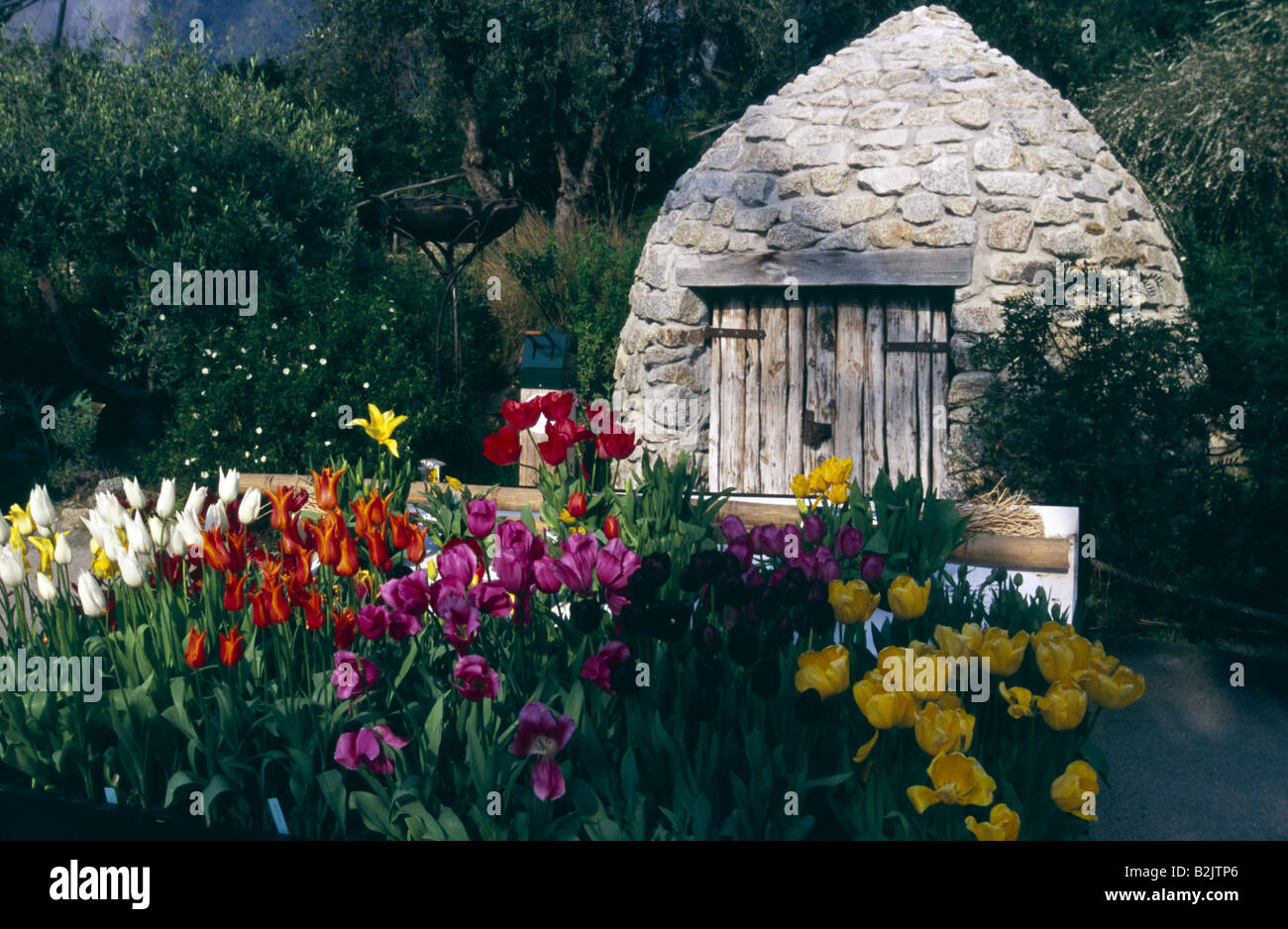 Tulpen in der gemäßigten Zone Biome auf Eden Projekt Cornwall UK Stockfoto