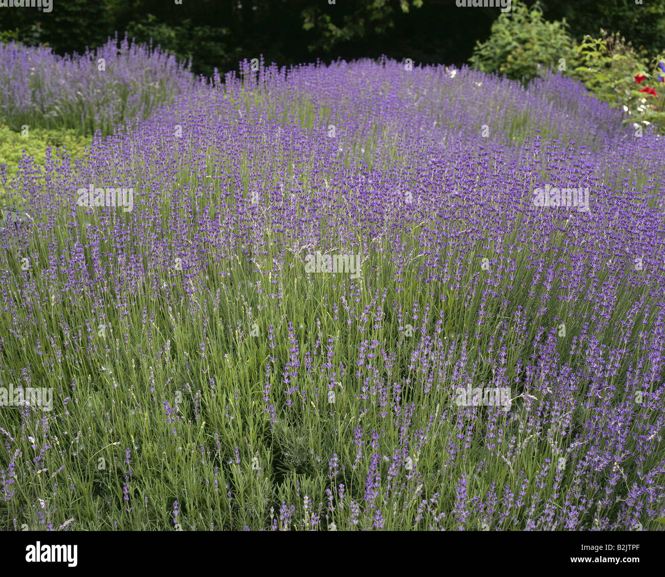 Botanik, Lavendel (Lavandula angustifolia), Lavendel auf dem Feld - Additional-Rights Clearance-Info - Not-Available Stockfoto