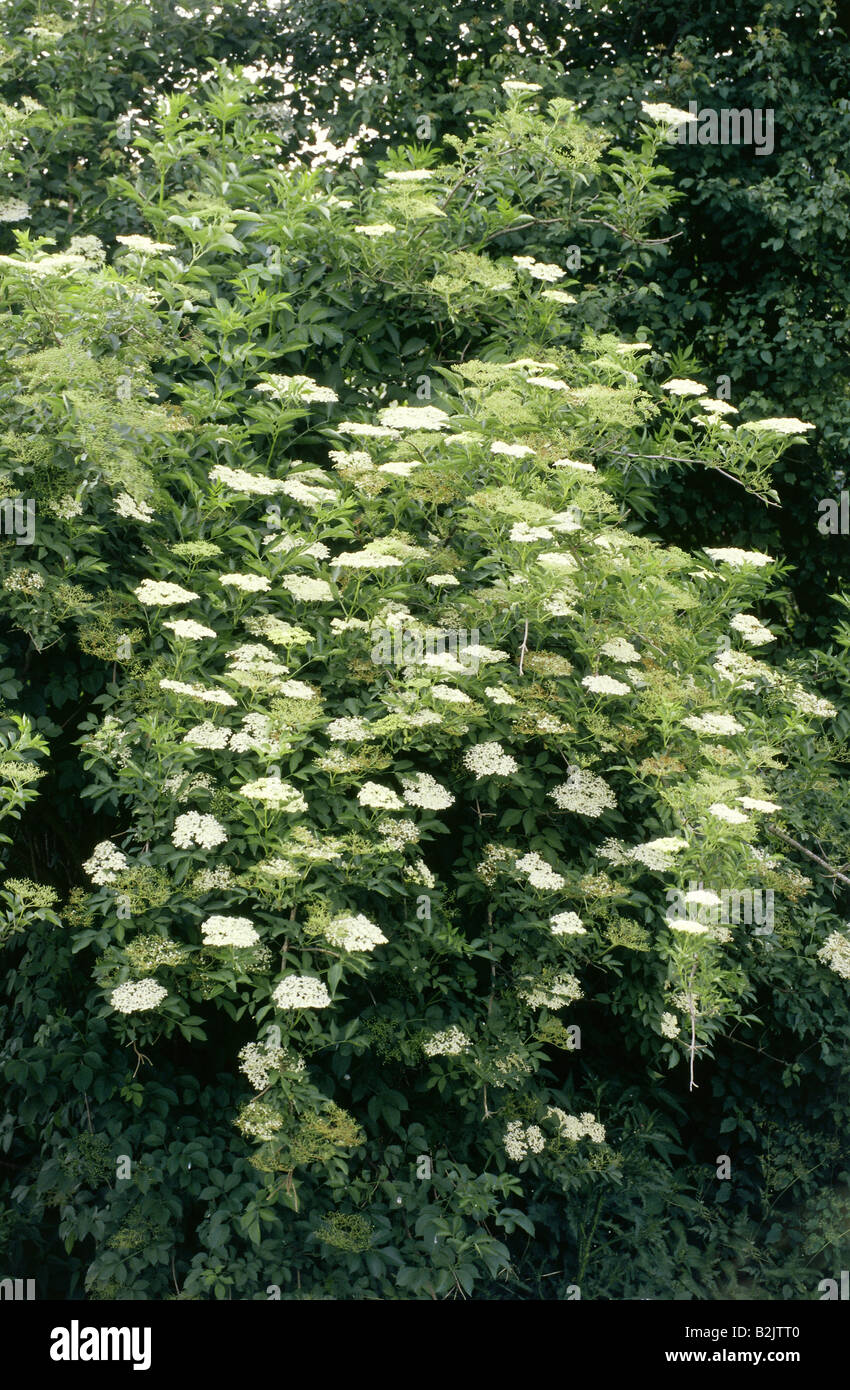 Botanik, Holunder (sambucus), Schwarzer Holunder (Sambucus nigra
