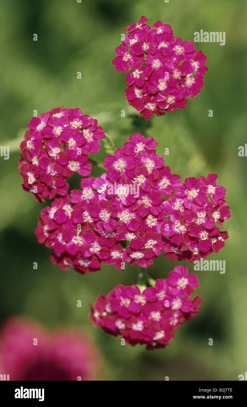 Botanik, Achillea, gemeinsame Schafgarbe (Achillea millefolium), Blüte, Additional-Rights - Clearance-Info - Not-Available Stockfoto