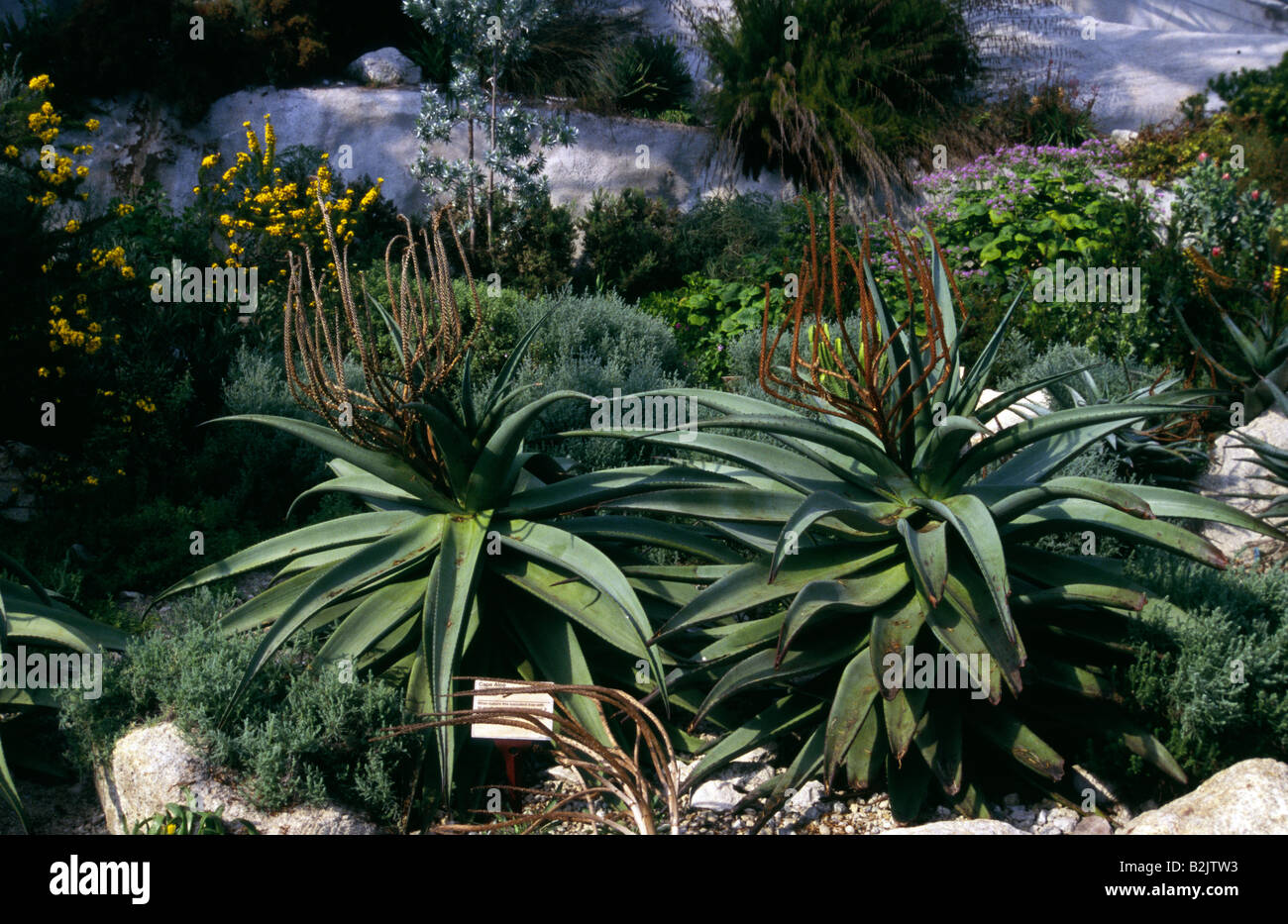 In der gemäßigten Zone Biome auf Eden Projekt Cornwall UK Stockfoto