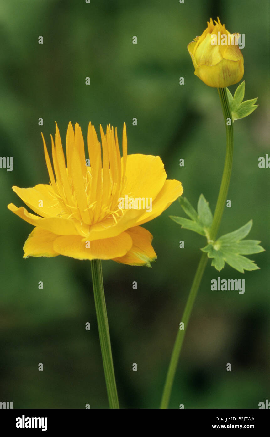 Botanik, globeflower, (Trollius), trollius chinensis (Trollius ledebourii), Blüte, Additional-Rights - Clearance-Info - Not-Available Stockfoto