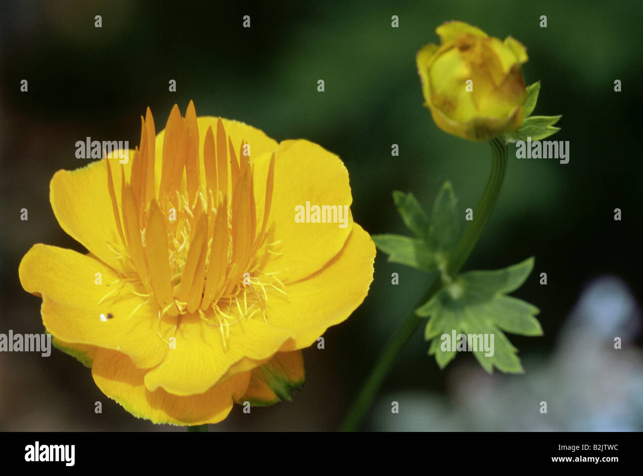 Botanik, globeflower, (Trollius), trollius chinensis (Trollius ledebourii), Blüte, Additional-Rights - Clearance-Info - Not-Available Stockfoto