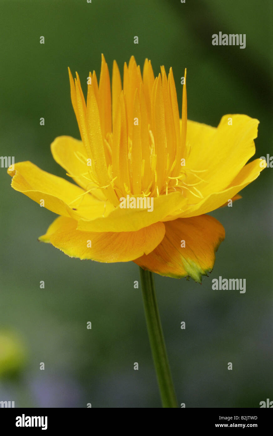 Botanik, globeflower, (Trollius), trollius chinensis (Trollius ledebourii), Blüte, Additional-Rights - Clearance-Info - Not-Available Stockfoto