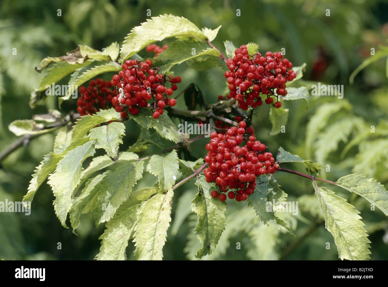 Roter holunder sambucus racemosa Fotos und Bildmaterial in hoher