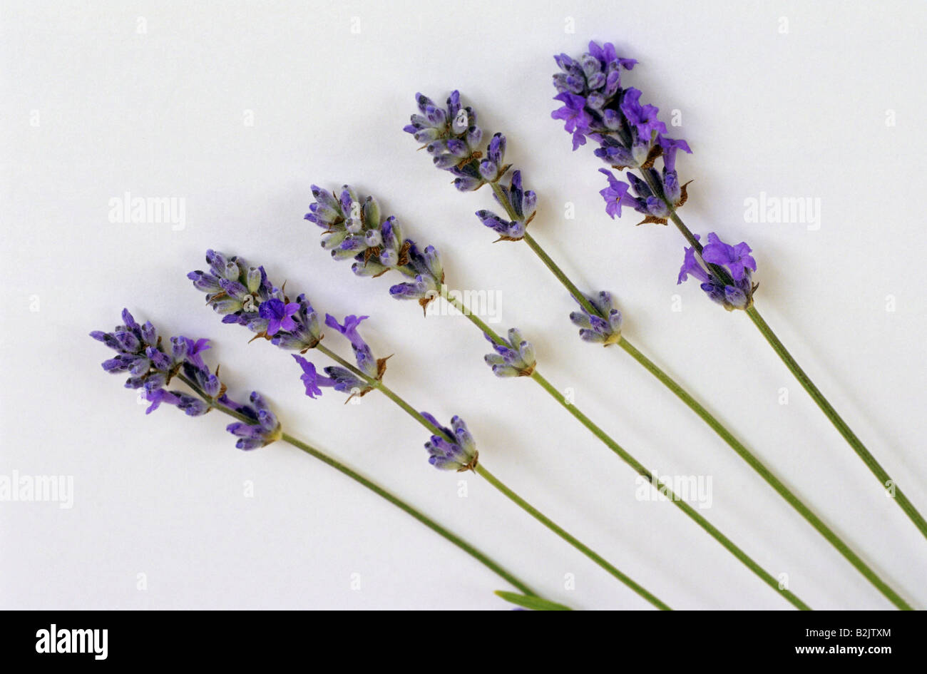 Botanik, Lavendel (Lavendula angustifolia), Detail: Lavendel, Bloom, Additional-Rights - Clearance-Info - Not-Available Stockfoto