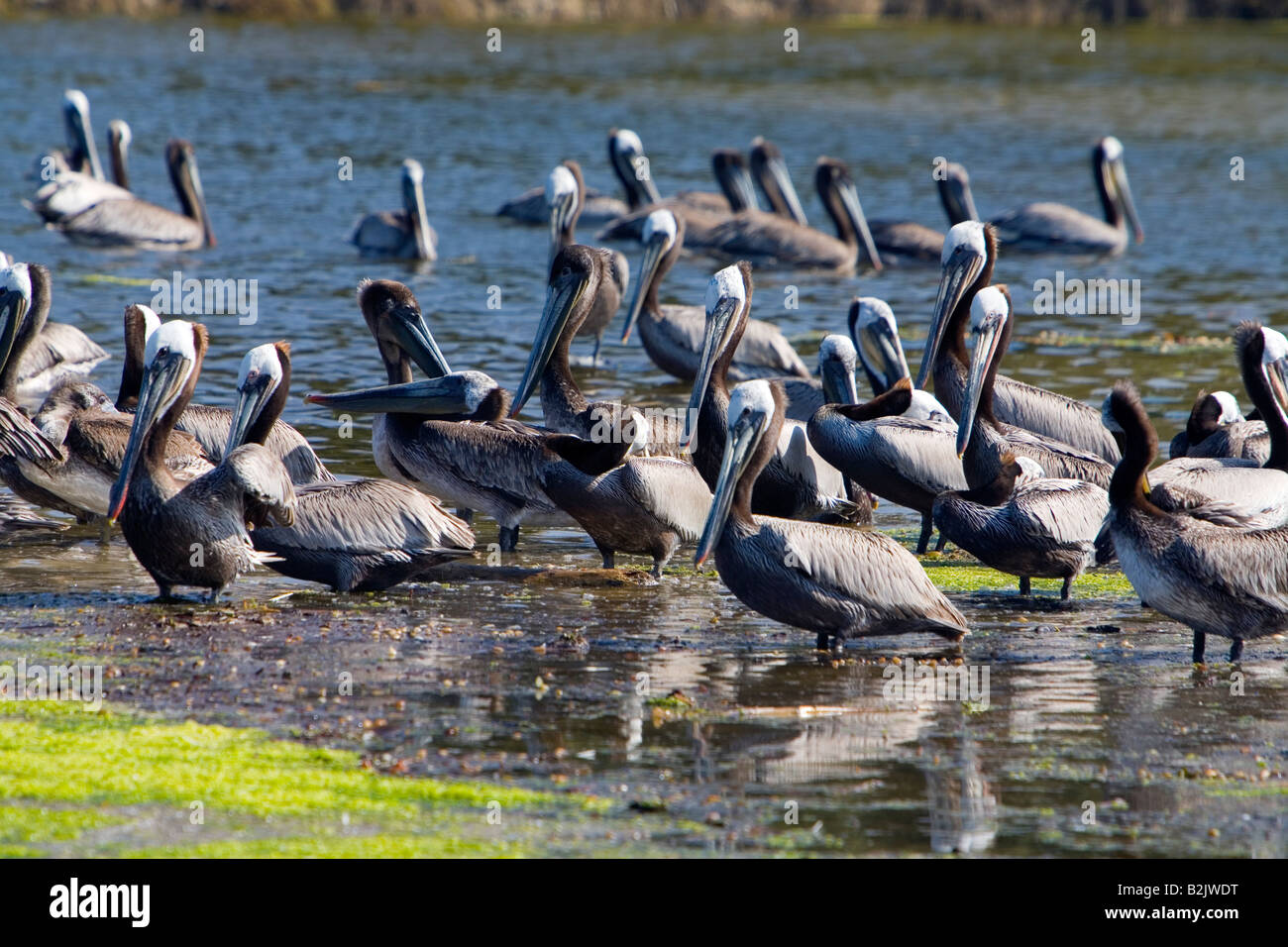 Braune Pelikane in der Mailibu Lagune Malibu Los Angeles County California USA Stockfoto