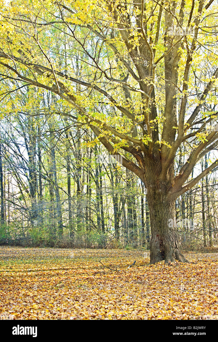tolles Bild von einem Baum mit gelben Blättern im Herbst Stockfoto