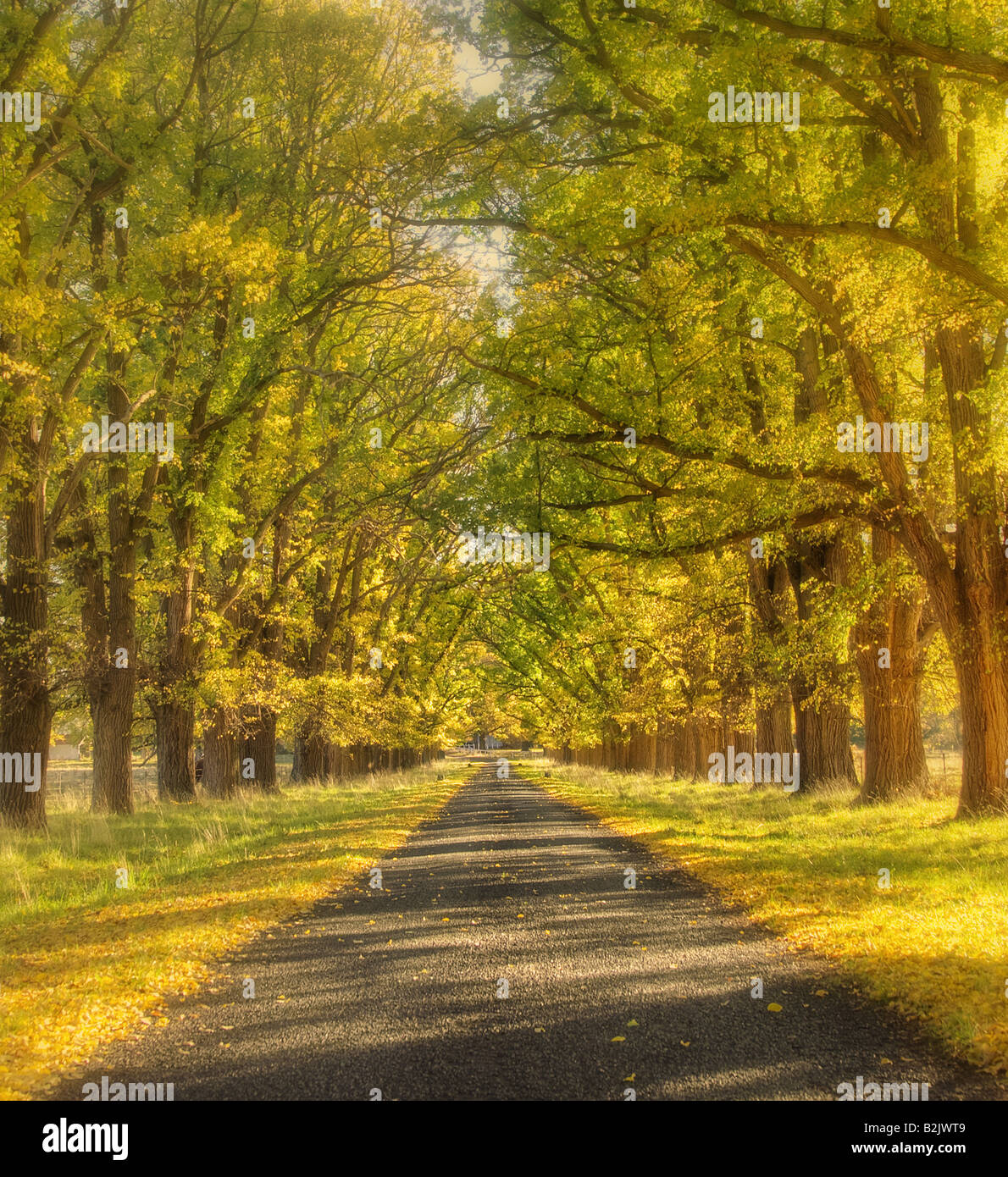 weich und verträumt gelb, von Bäumen gesäumten Straße im Herbst oder im Herbst Stockfoto