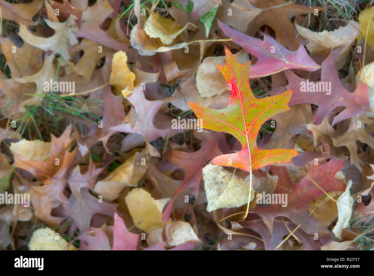 weich und verträumt Focus Bild des Herbstes oder Herbst Blätter mit einer hellen eine Differenzierung Stockfoto