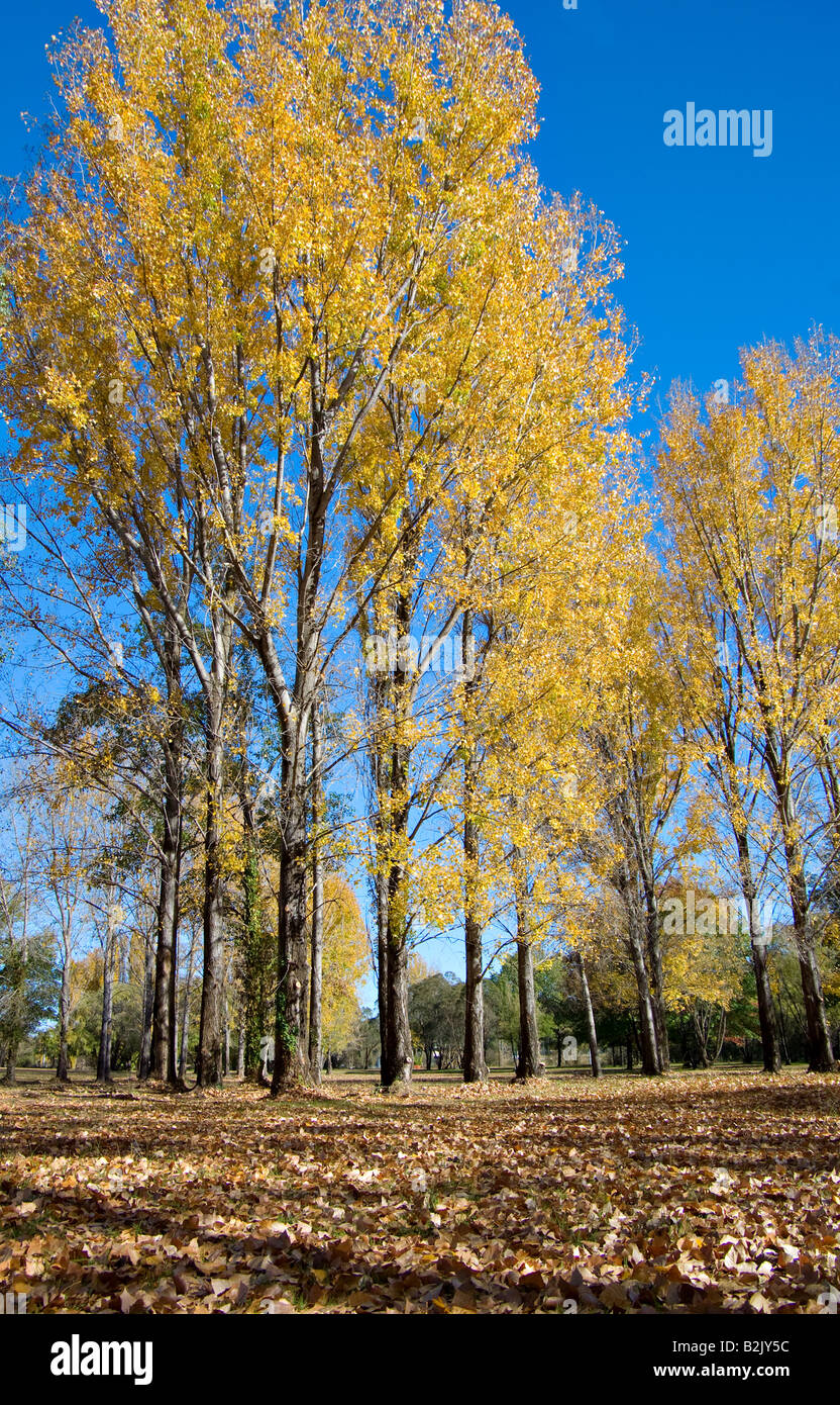 gelbe Bäume und Laub im Herbst Stockfoto