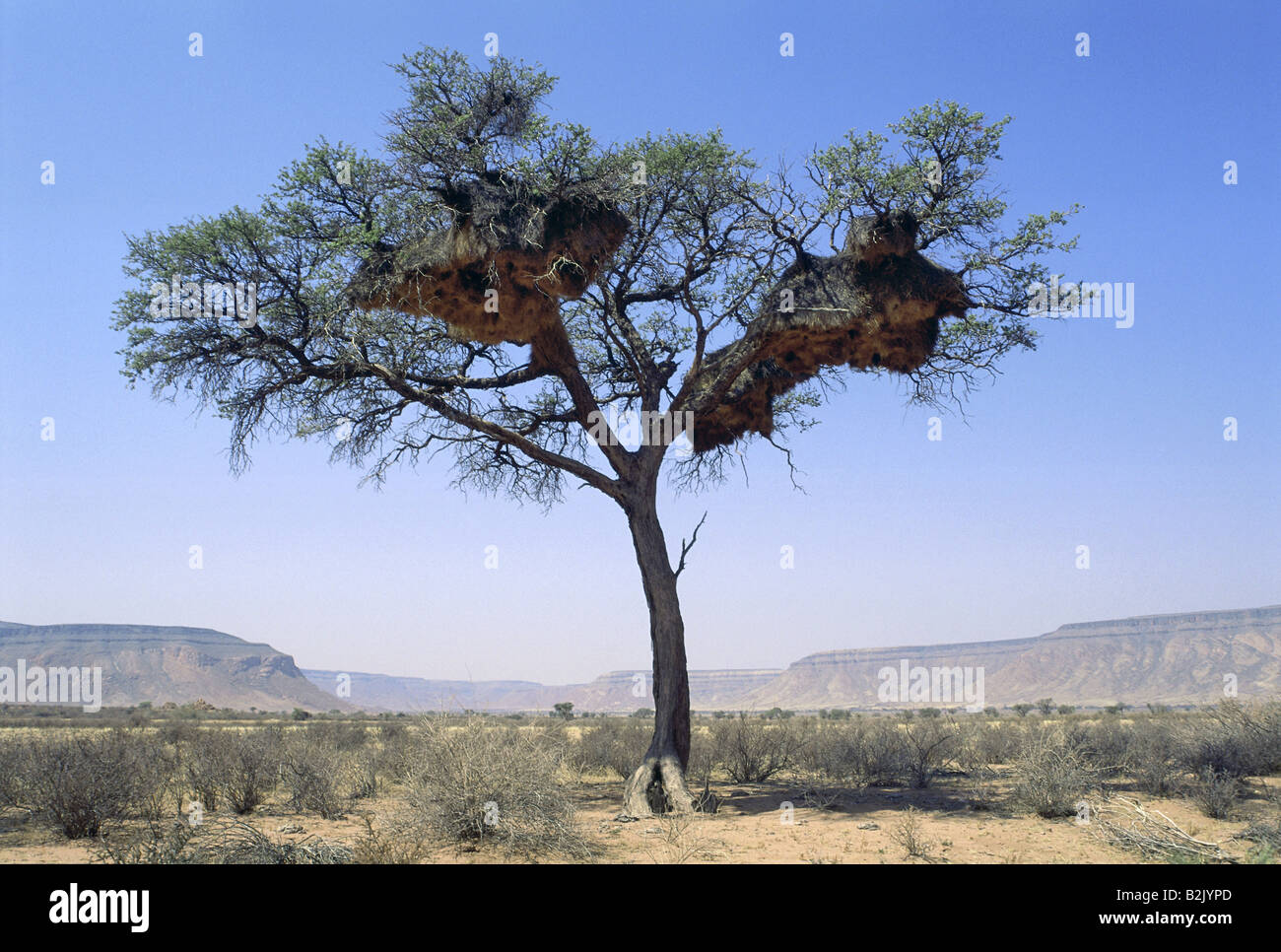 Zoologie/Tiere, Vogel/Vogel, Widowbirds, (Ploceidae), Baum mit Nester, Namib-Naukluft Park, Namibia, Verbreitung: Afrika, Australien, Europa, Asien, Additional-Rights - Clearance-Info - Not-Available Stockfoto
