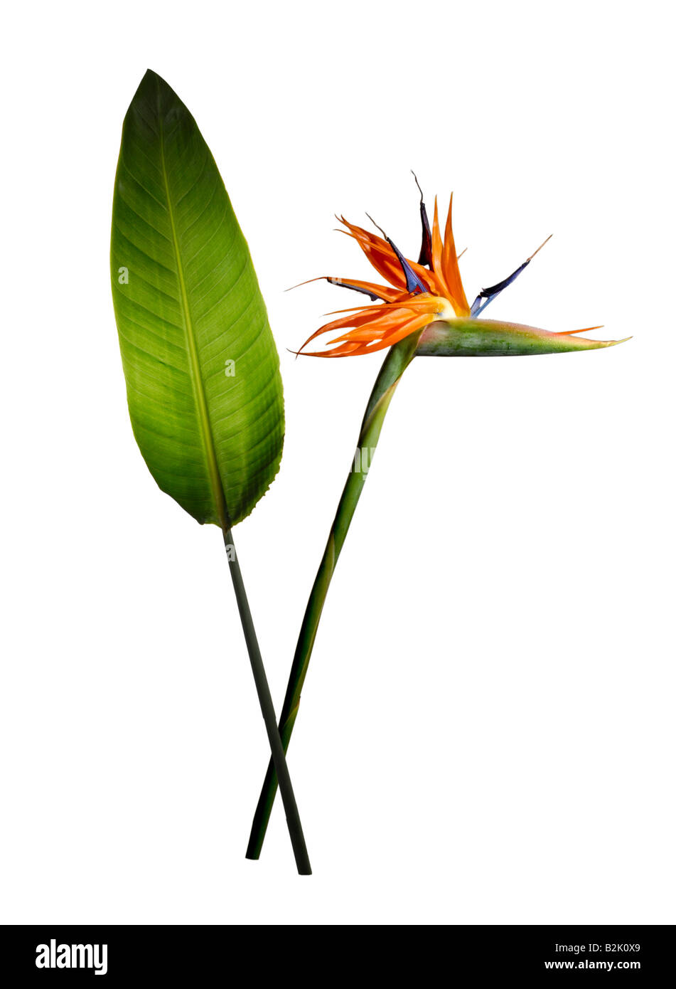 luftreinigende zimmerpflanzen pflegeleicht Spathiphyllum 'Sweet Lauretta' Einblatt ca. 100 cm Pflegeleichte, luft –  Blumen-Senf® main image 1