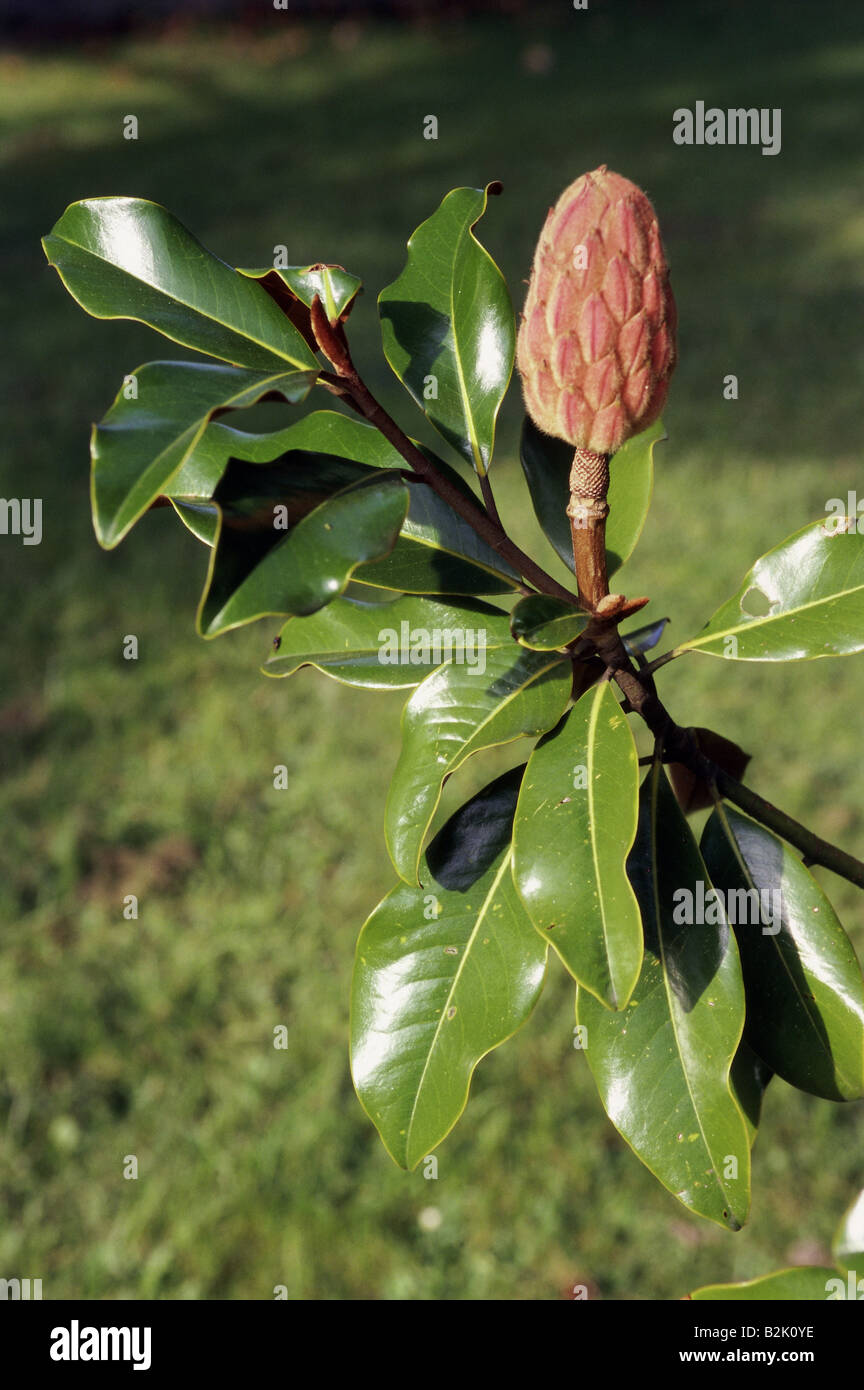 Botanik, Magnolia, 'Southern Magnolia '(Magnolia grandiflora), Blütenstand, Additional-Rights - Clearance-Info - Not-Available Stockfoto