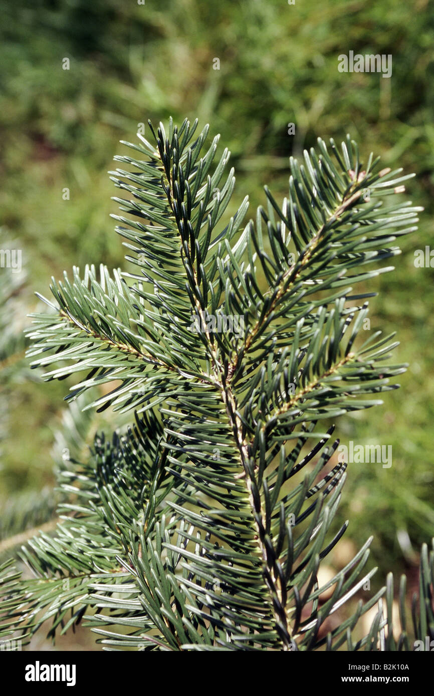 Botanik, Tanne (Abies), Abies nordmanniana equi-trojani (ssp. equi trojani), Blätter am Zweig, Additional-Rights - Clearance-Info - Not-Available Stockfoto