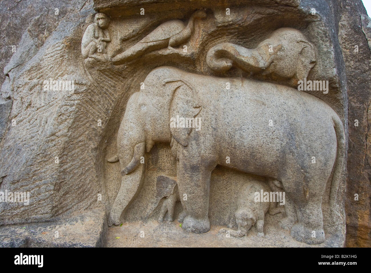 Hindu Elephant Rock Carving in Mamallapuram Südindien Stockfoto