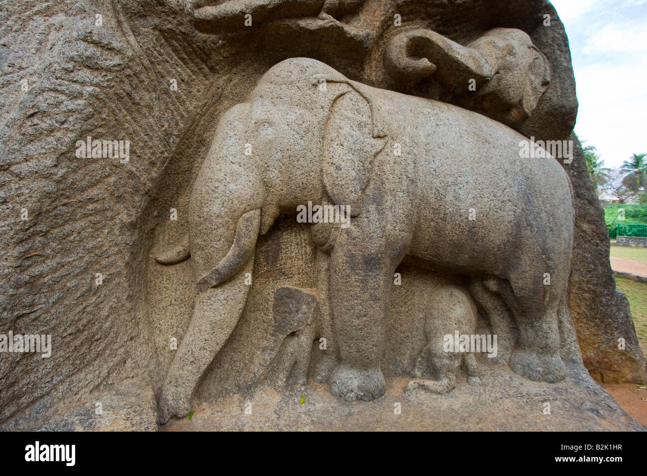 Hindu Elephant Rock Carving in Mamallapuram Südindien Stockfoto