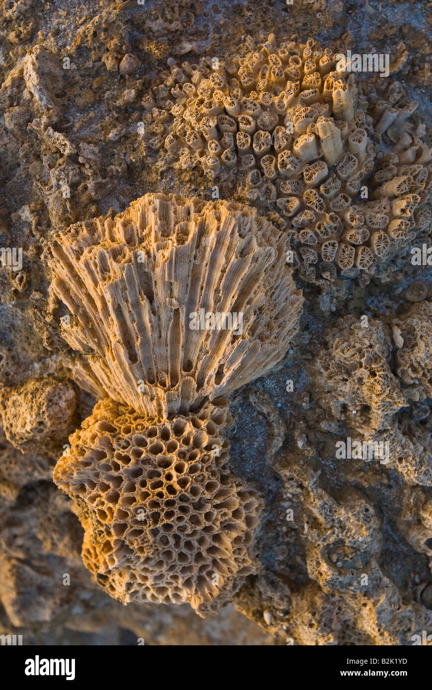 Korallen Kolonie kolonialen Fossil versteinertes in Stein Ägypten Rotes Meer Marsa Alam Marsa Nakari drehen Stockfoto