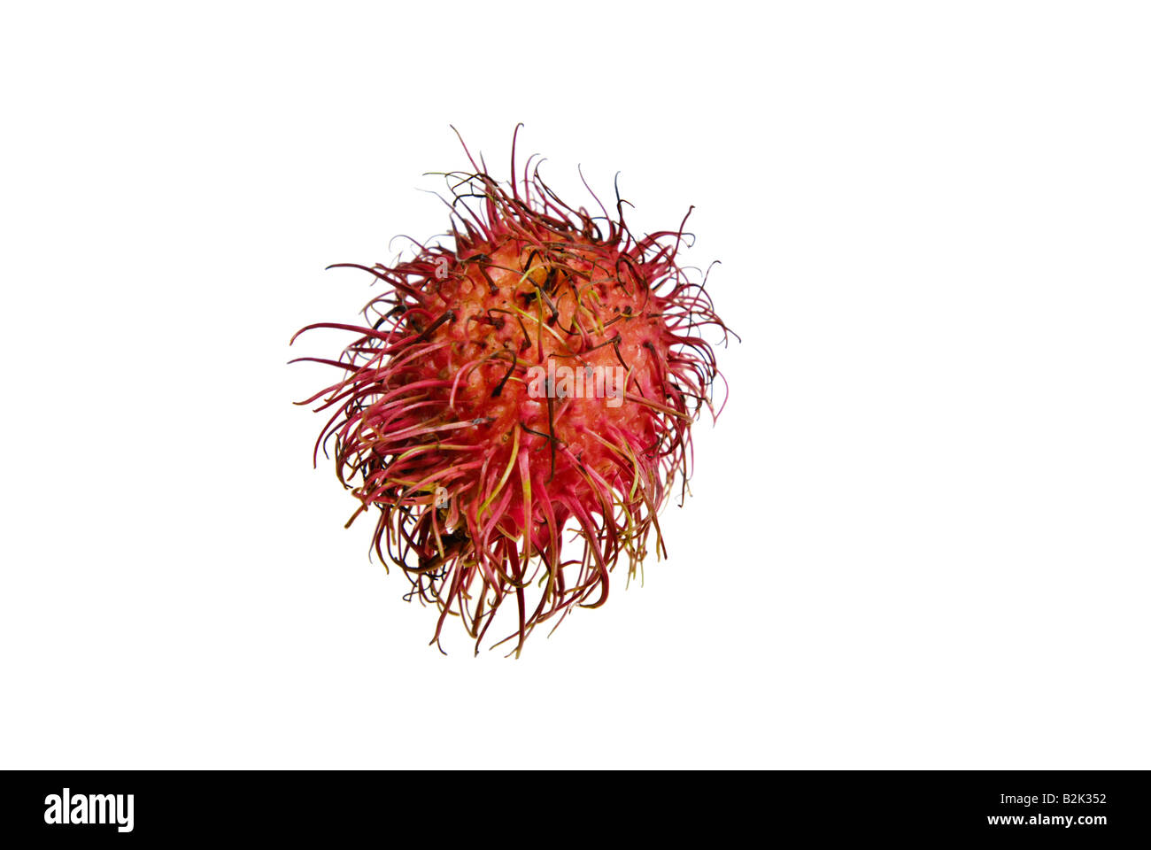 Rambutan Früchte behaarte rote Ausschnitt Studio gedreht noch Stilllife-Kunst Stockfoto