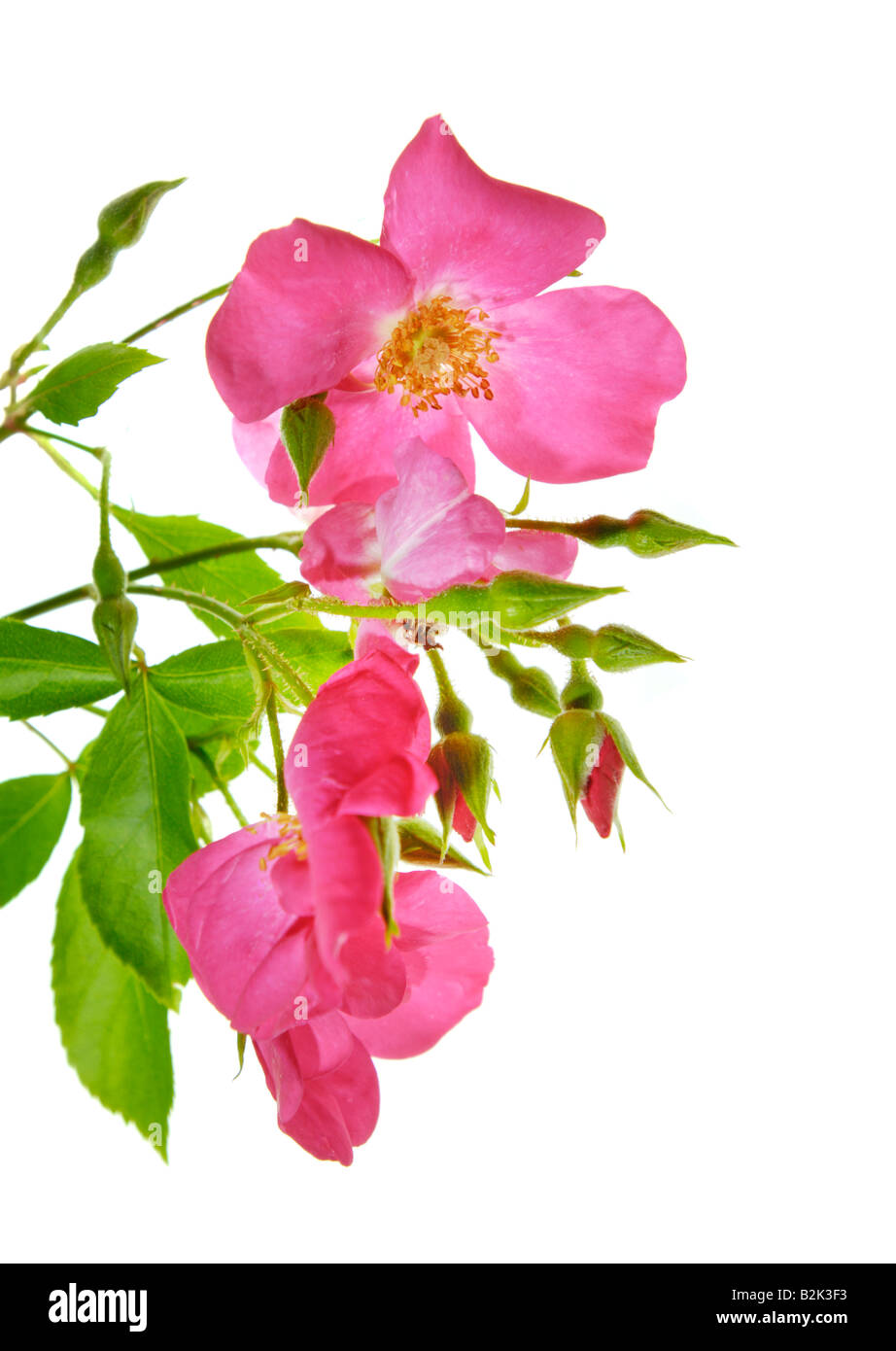 Wilde Englische rose rot rosa grünes Blatt Ausschnitt auf weißem Hintergrund Blumenstrauß auf weißem Hintergrund Wildnis Stockfoto