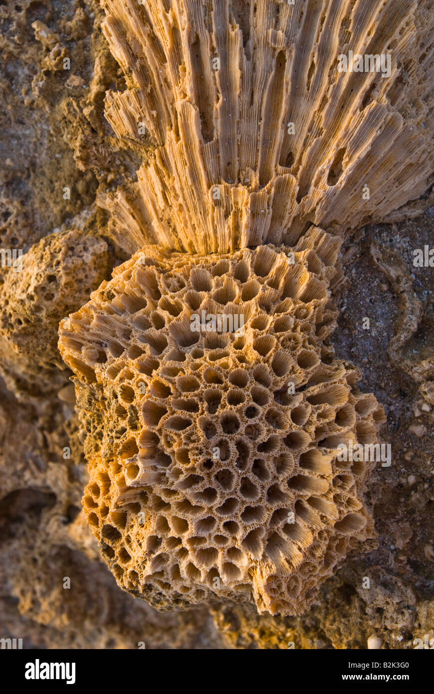 Korallen Kolonie kolonialen Fossil versteinertes in Stein Ägypten Rotes Meer Marsa Alam Marsa Nakari drehen Stockfoto